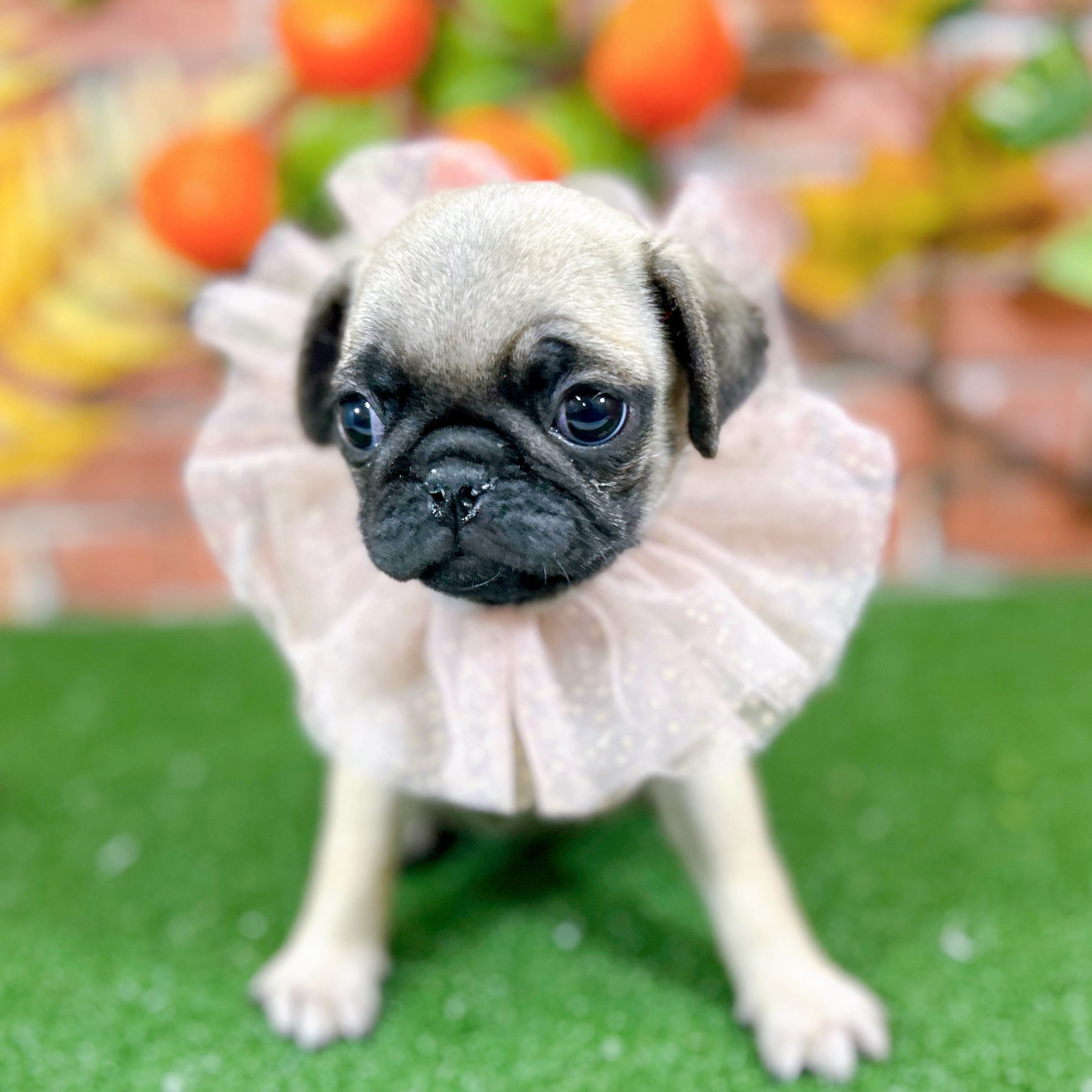 神奈川県のパグ (犬の家＆猫の里小田原店/2025年9月25日生まれ/女の子/フォーン)の子犬の1枚目の画像