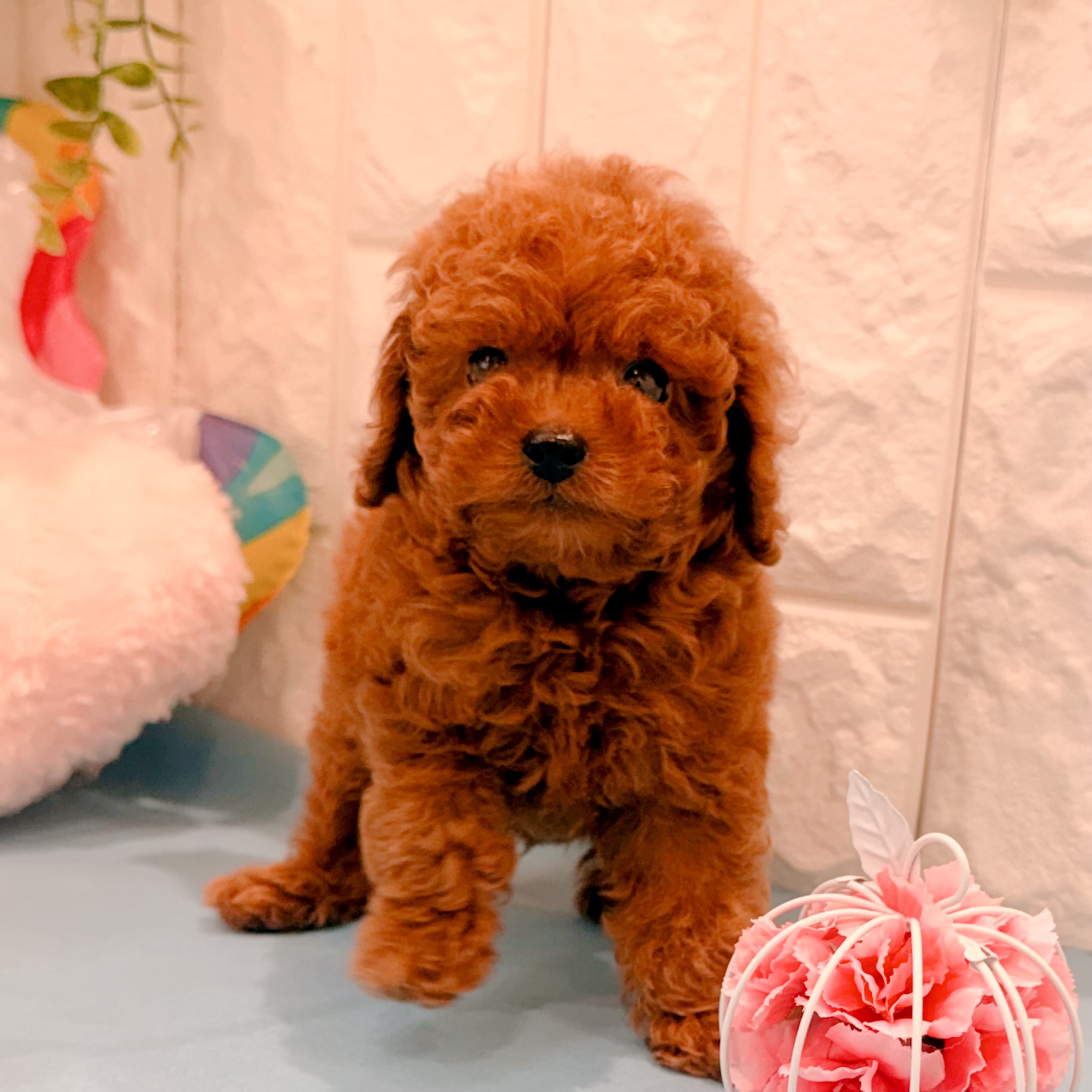 岡山県のトイプードル(トイ) (犬の家＆猫の里倉敷店/2026年5月1日生まれ/男の子/レッドフォーン)の子犬の1枚目の画像