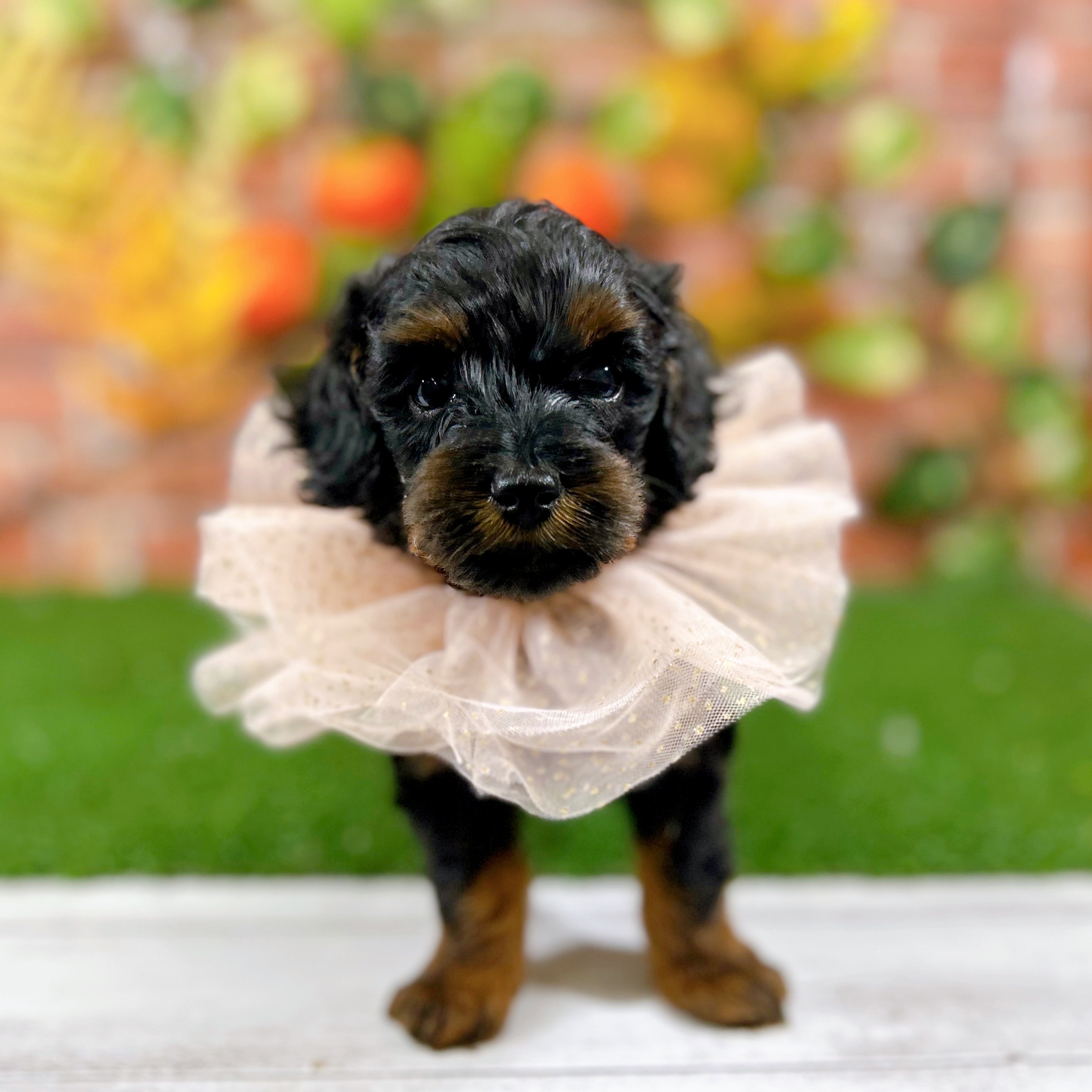 神奈川県のダップー(ダックス×プードル) (犬の家＆猫の里小田原店/2025年9月28日生まれ/男の子/ブラックタン)の子犬