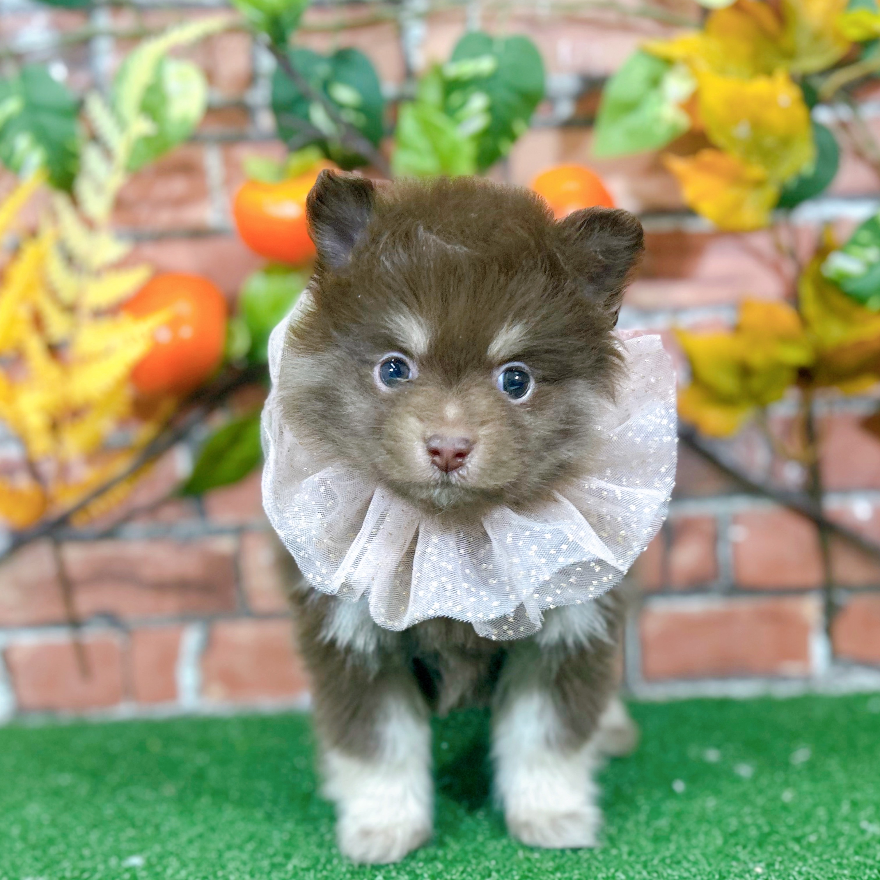 神奈川県のポメラニアン (犬の家＆猫の里小田原店/2025年9月30日生まれ/男の子/チョコレートタン)の子犬