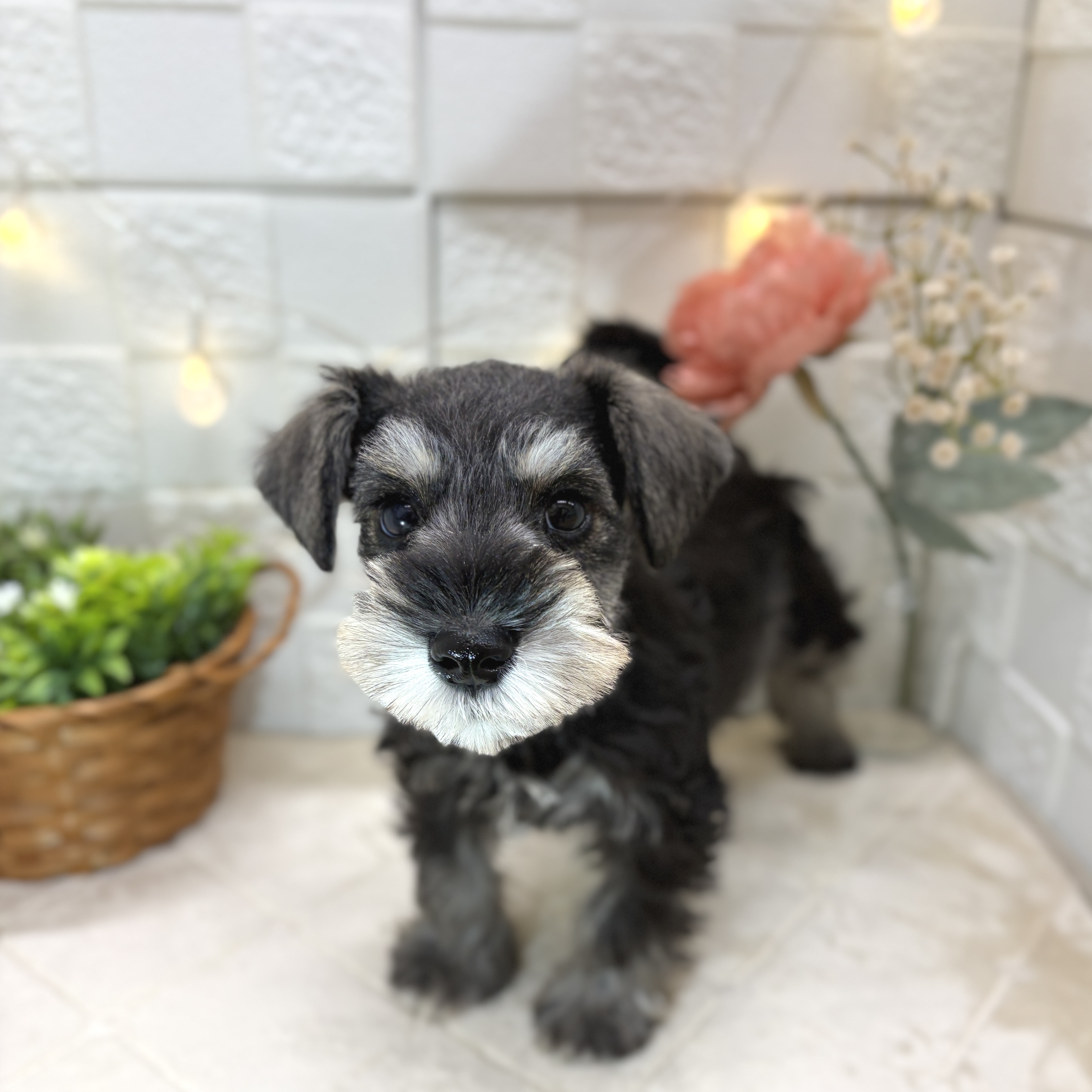 ミニチュアシュナウザー男の子の写真