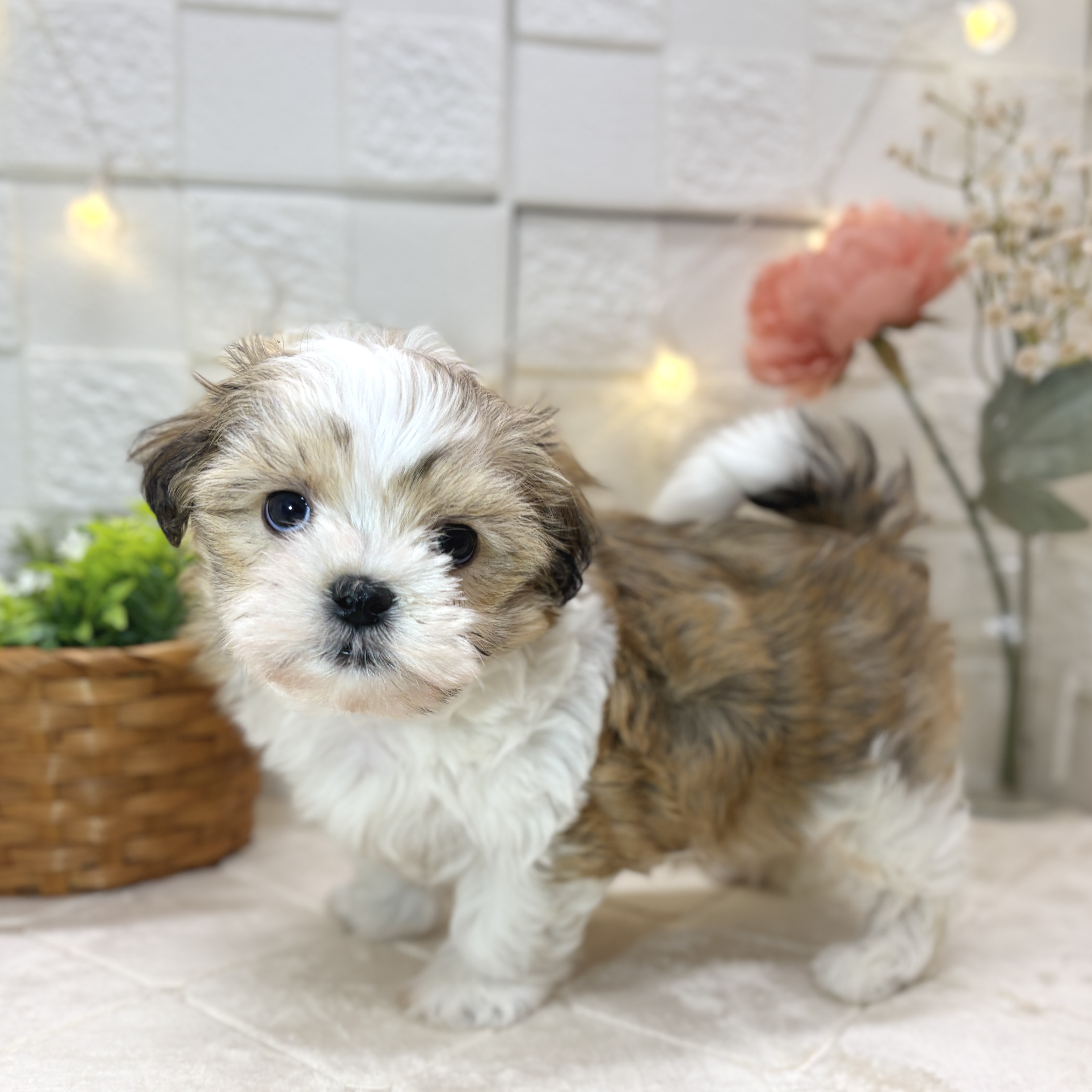 ハーフ犬男の子の写真