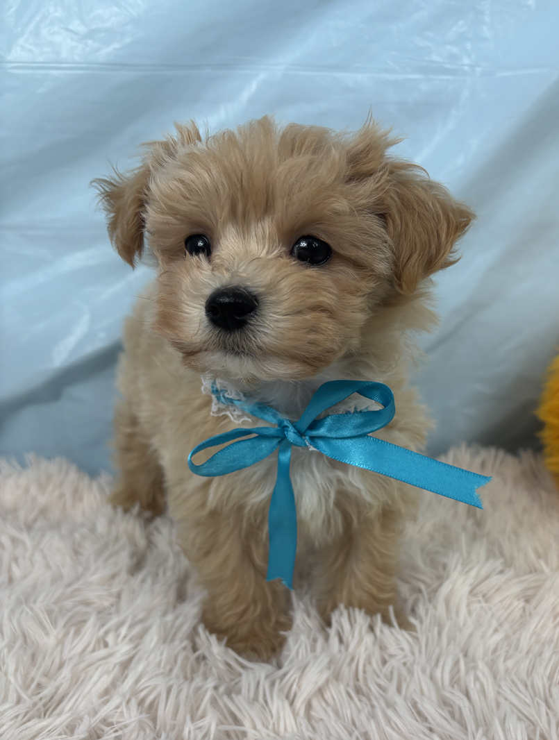 兵庫県のマルプー(マルチーズ×プードル) (犬の家＆猫の里川西店/2025年9月12日生まれ/男の子/クリーム)の子犬の1枚目の画像