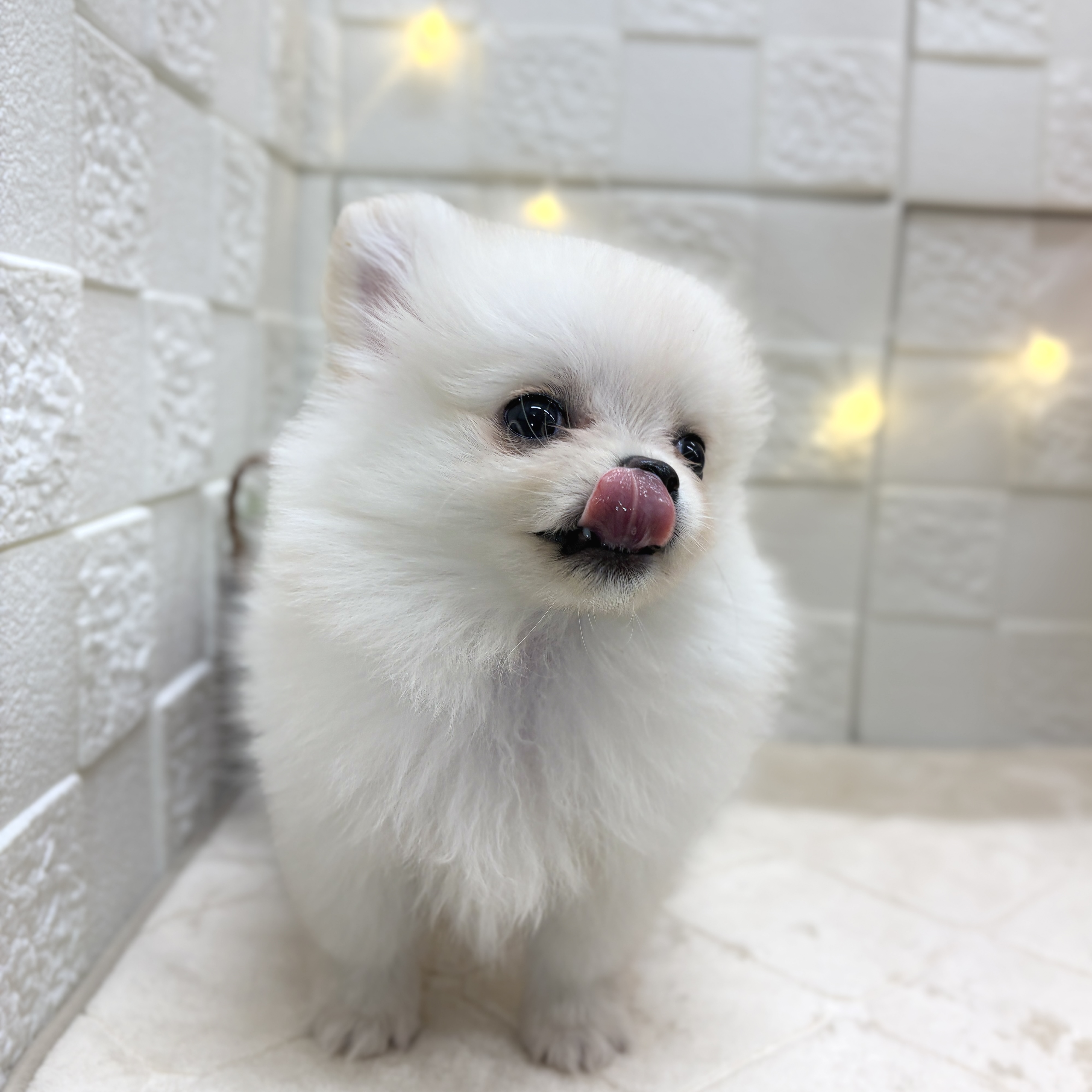 東京都のポメチワ/チワポメ/ポメチー(ポメラニアン×チワワ) (犬の家＆猫の里ペットフォレスト小平店/2025年12月22日生まれ/男の子/クリーム)の子犬の2枚目の画像