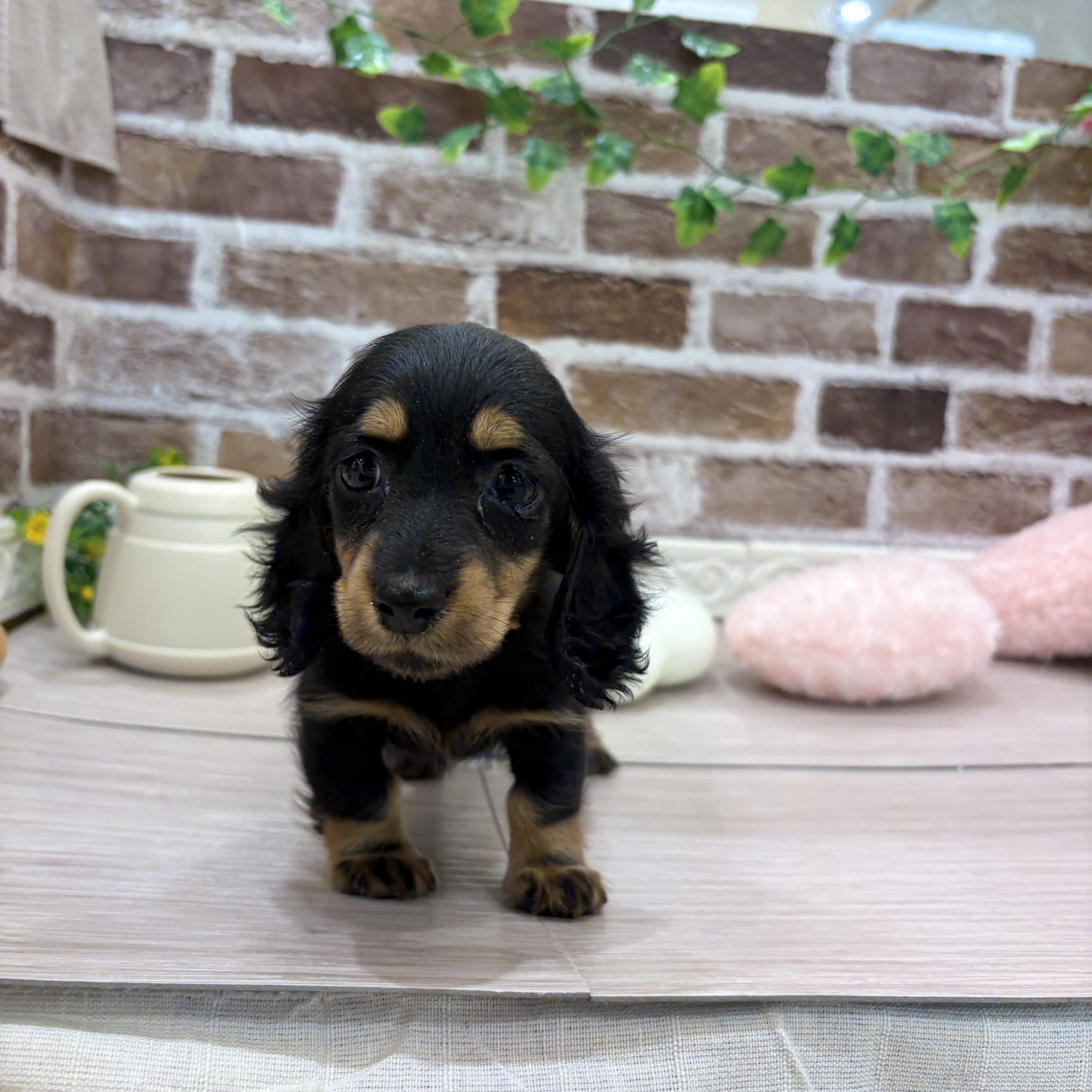 三重県のミニチュアダックスフンド(ロング) (犬の家＆猫の里三重桑名店/2026年1月24日生まれ/女の子/ブラックタン)の子犬の2枚目の画像