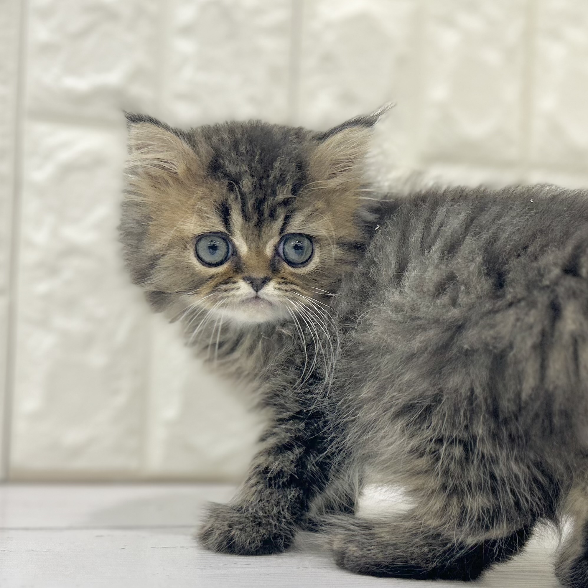 岡山県のエキゾチック (犬の家＆猫の里倉敷店/2025年5月14日生まれ/男の子/ブラウンタビー)の子猫の2枚目の画像