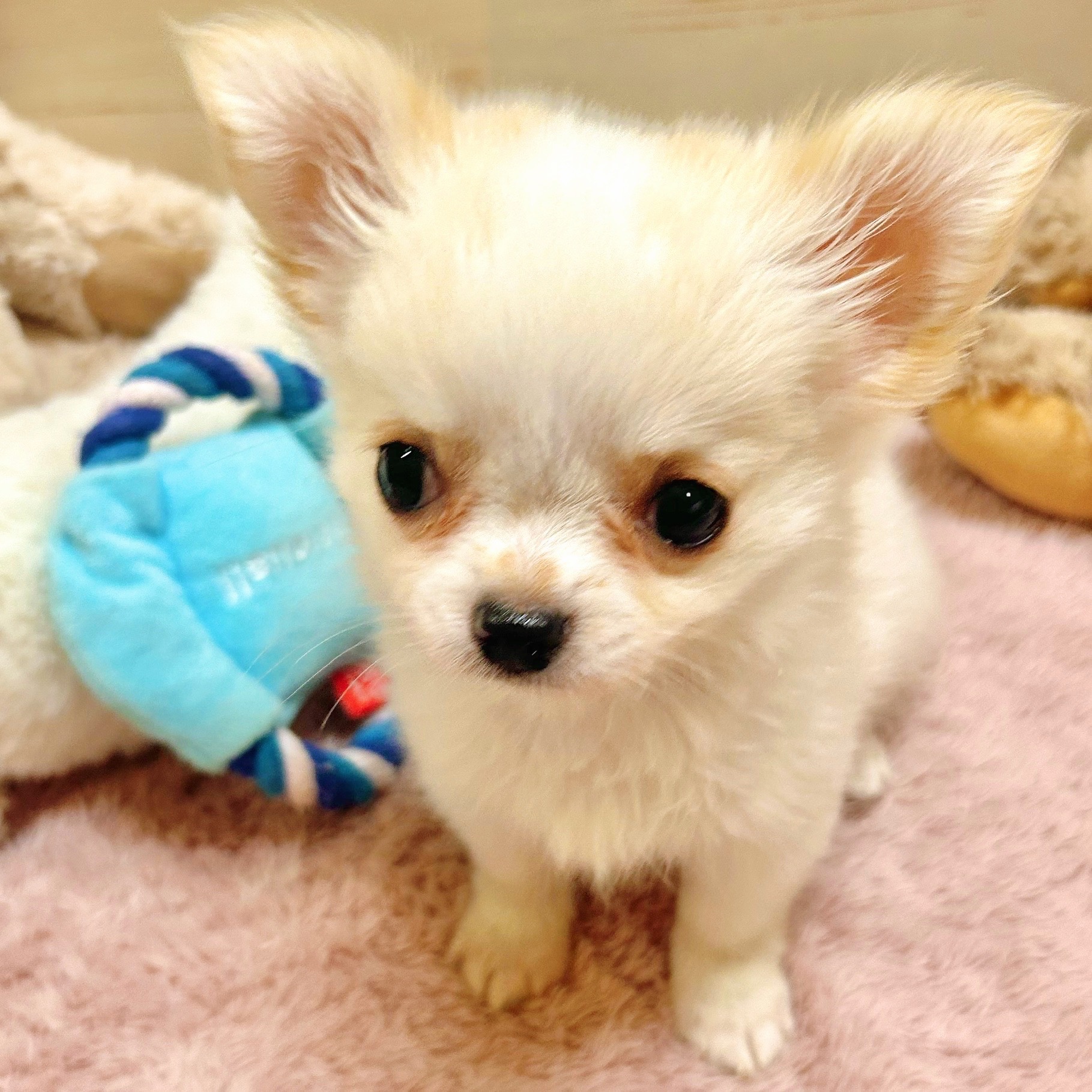 兵庫県のチワワ(ロング) (犬の家＆猫の里神戸店/2025年9月30日生まれ/男の子/クリームホワイト)の子犬の2枚目の画像