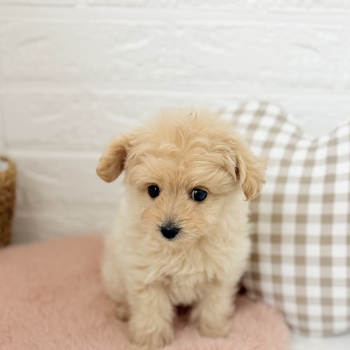 愛知県のポメプー(ポメラニアン×プードル) (犬の家＆猫の里豊川インター店/2025年8月5日生まれ/女の子/クリーム)の子犬の1枚目の画像