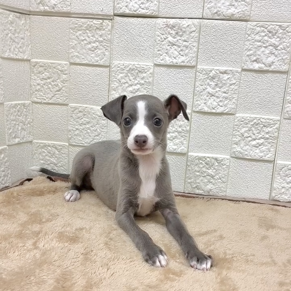 愛知県のイタリアングレーハウンド (犬の家＆猫の里碧南店/2025年9月2日生まれ/女の子/ブルーホワイト)の子犬の2枚目の画像
