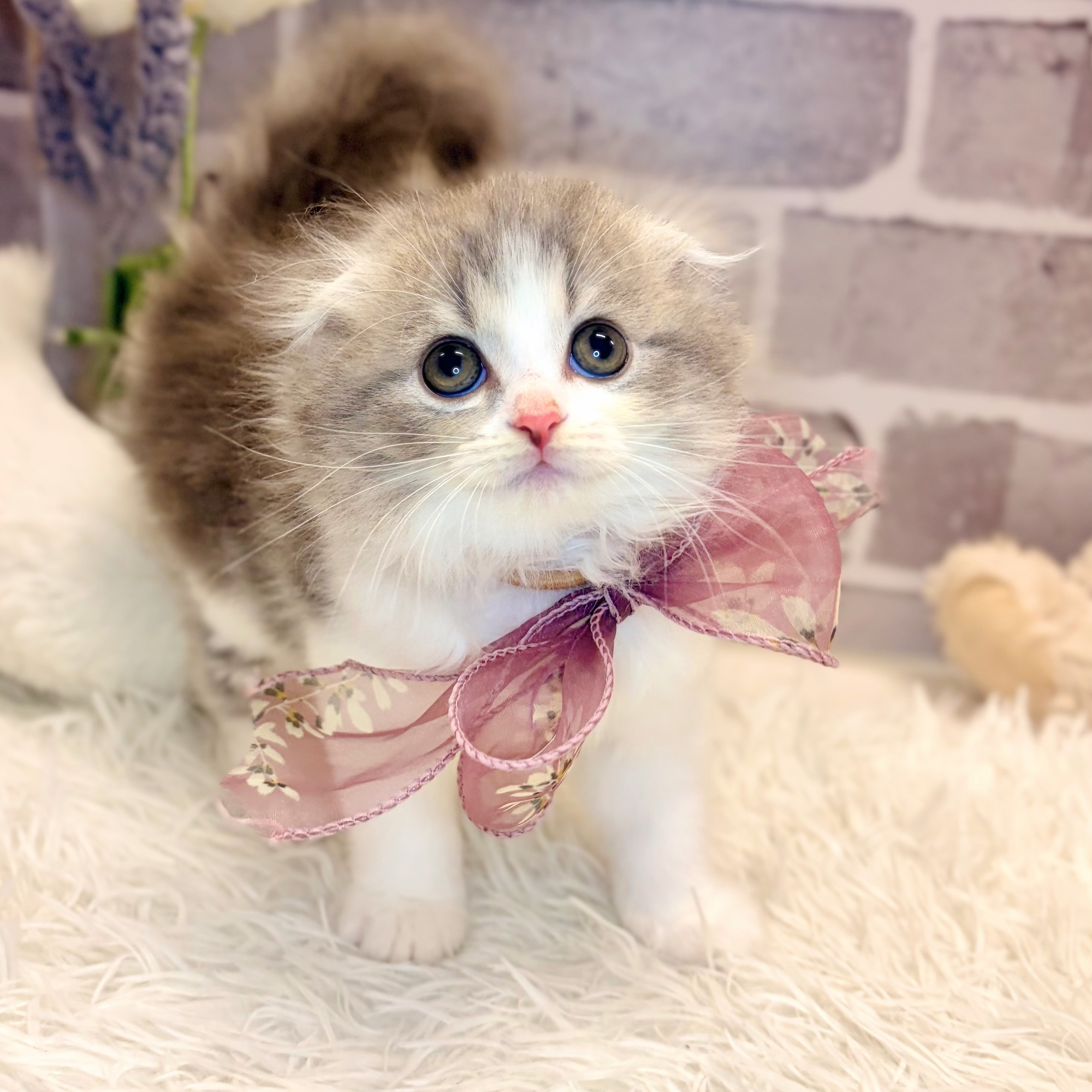 兵庫県のスコティッシュフォールド (犬の家＆猫の里神戸店/2026年5月10日生まれ/男の子/ブルータビーホワイト)の子猫の1枚目の画像