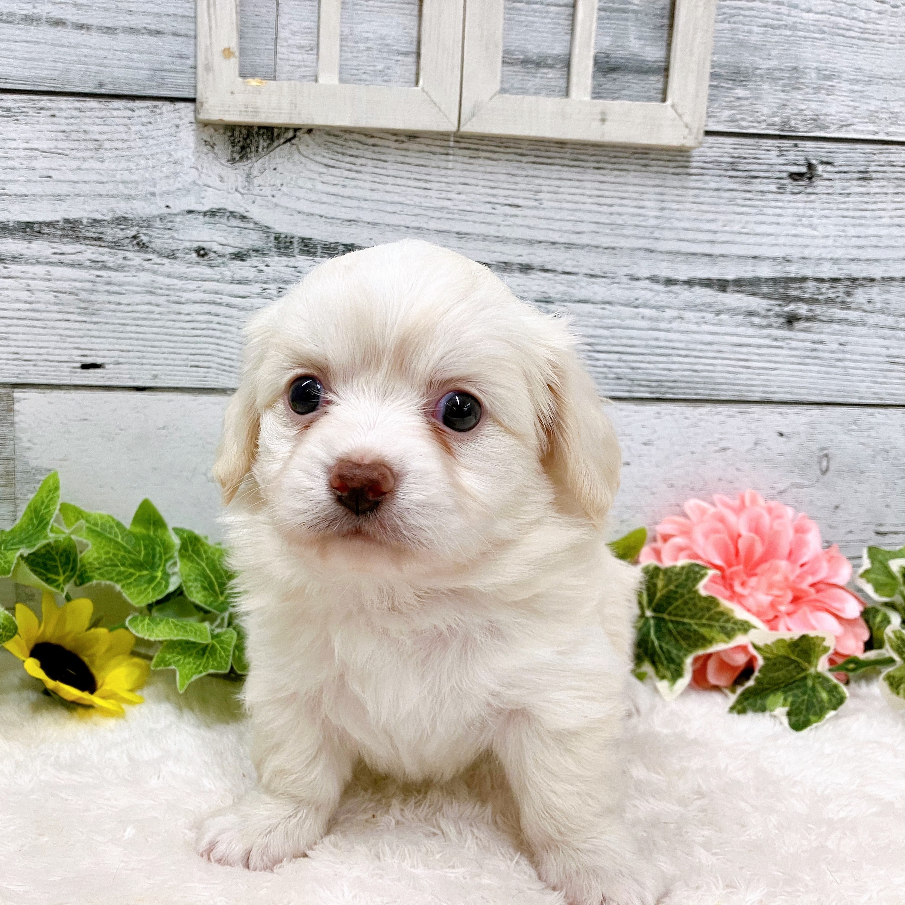 石川県のチワックス(チワワ×ダックス) (犬の家＆猫の里アミーゴ金沢おこばた店/2025年6月13日生まれ/女の子/クリーム)の子犬の2枚目の画像
