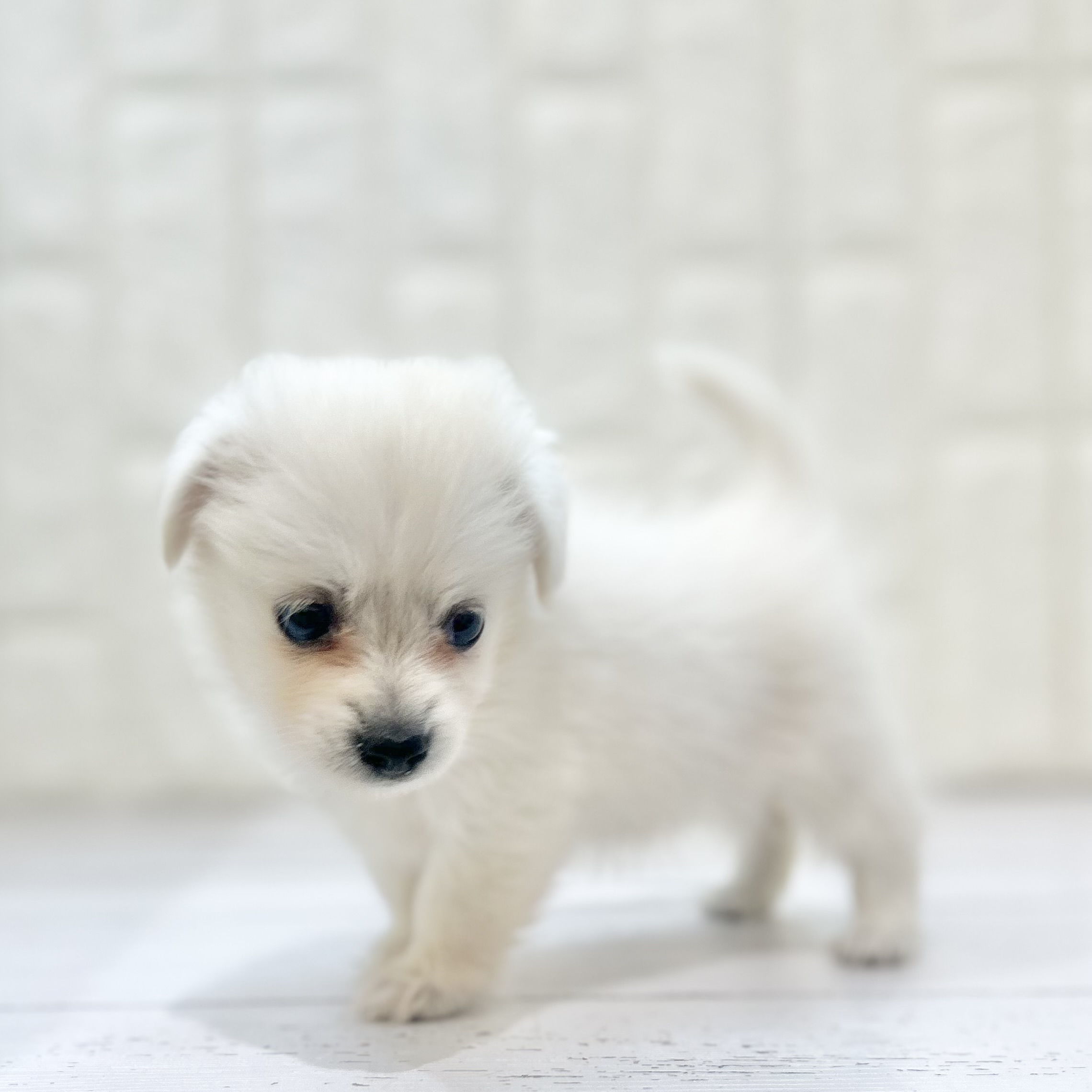 岡山県のポメックス(ポメラニアン×ダックス) (犬の家＆猫の里倉敷店/2025年5月17日生まれ/女の子/クリーム)の子犬の2枚目の画像