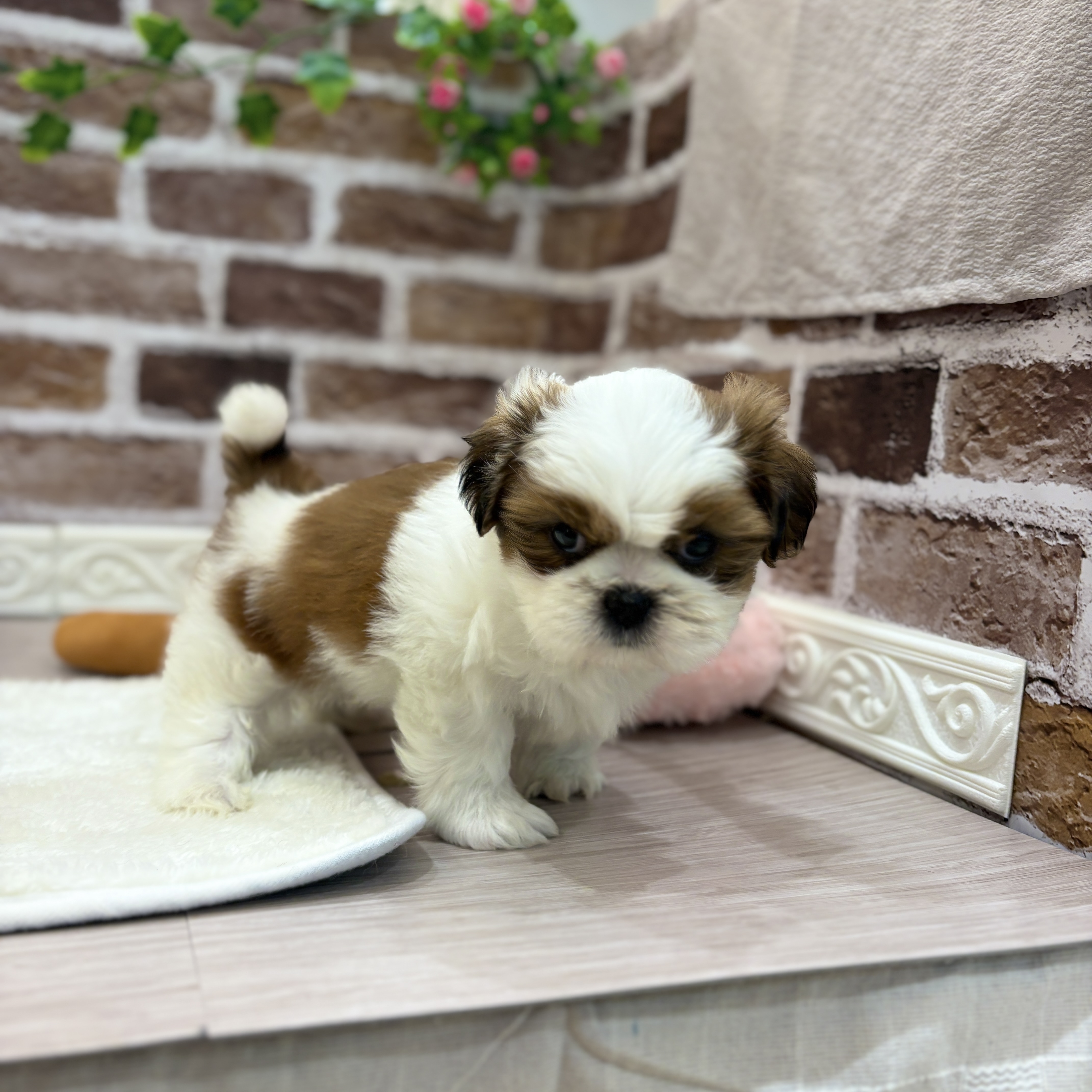 三重県のシーズー (犬の家＆猫の里三重桑名店/2026年1月27日生まれ/男の子/ホワイトゴールド)の子犬の2枚目の画像