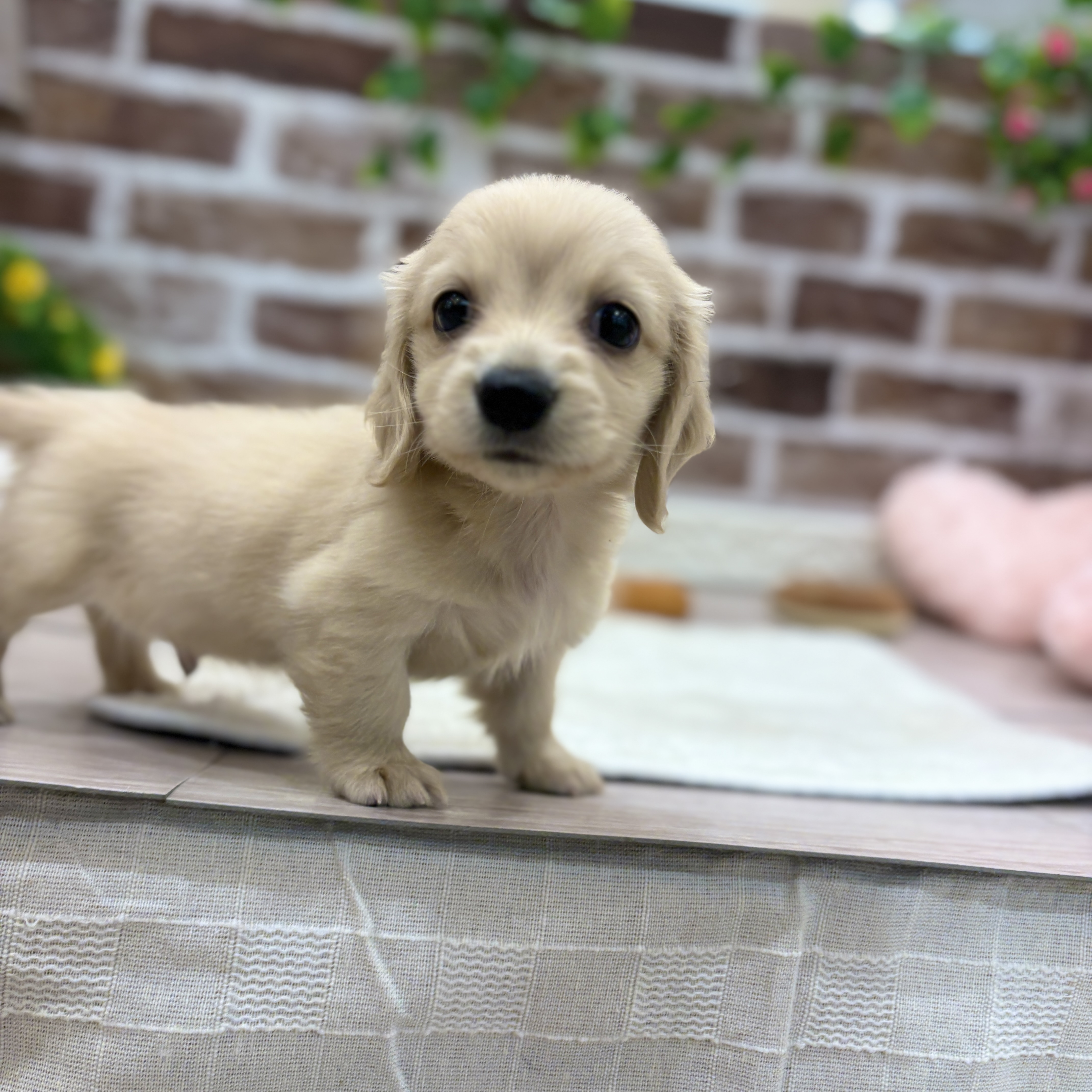 三重県のミニチュアダックスフンド(ロング) (犬の家＆猫の里三重桑名店/2026年1月26日生まれ/男の子/イエロー)の子犬の2枚目の画像