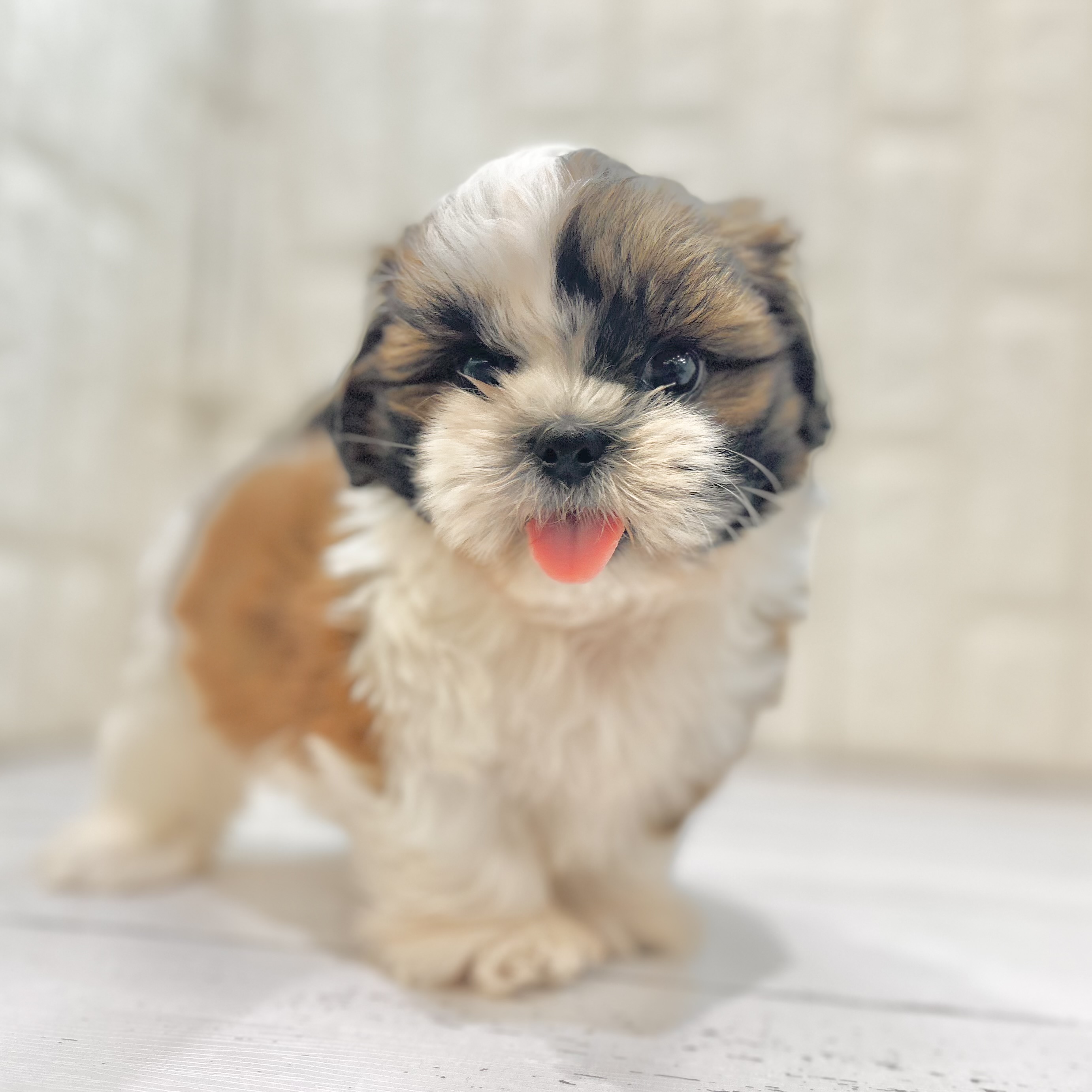 岡山県のシーズー (犬の家＆猫の里倉敷店/2025年5月23日生まれ/男の子/ゴールドホワイト)の子犬の1枚目の画像