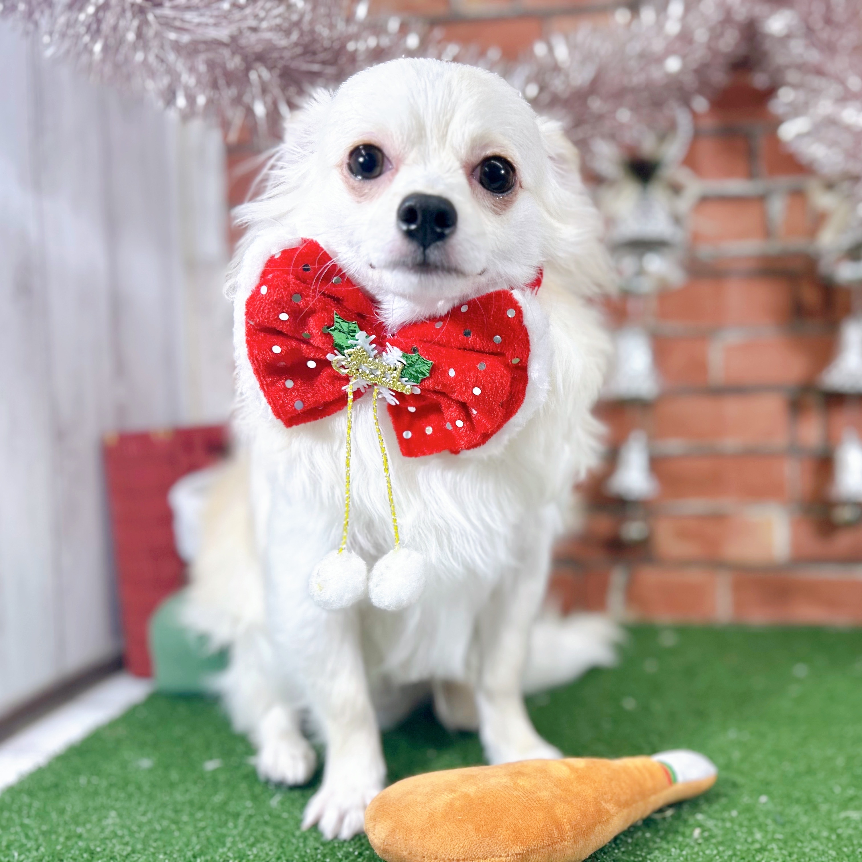 チワワ（ロング）男の子の写真