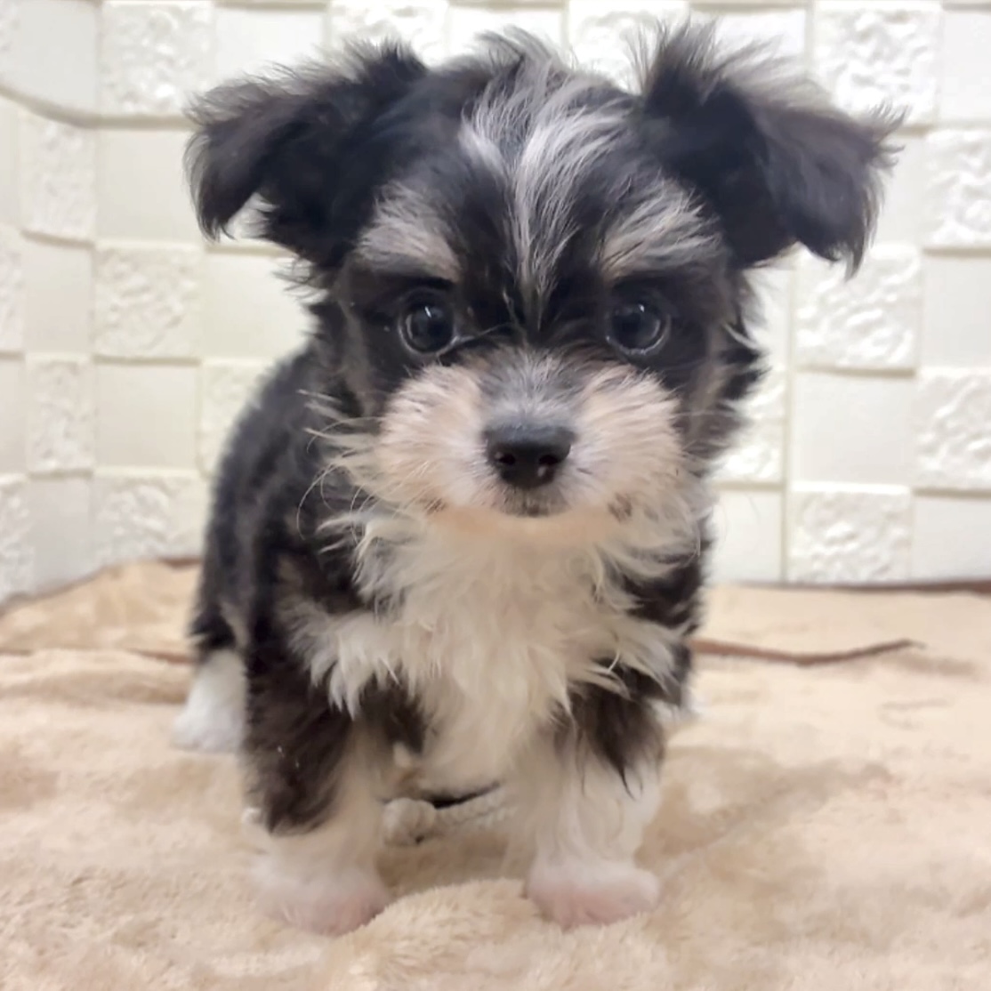 愛知県のチワマル/マルチワ(チワワ×マルチーズ) (犬の家＆猫の里碧南店/2025年9月16日生まれ/男の子/ブラッククリームホワイト)の子犬の2枚目の画像