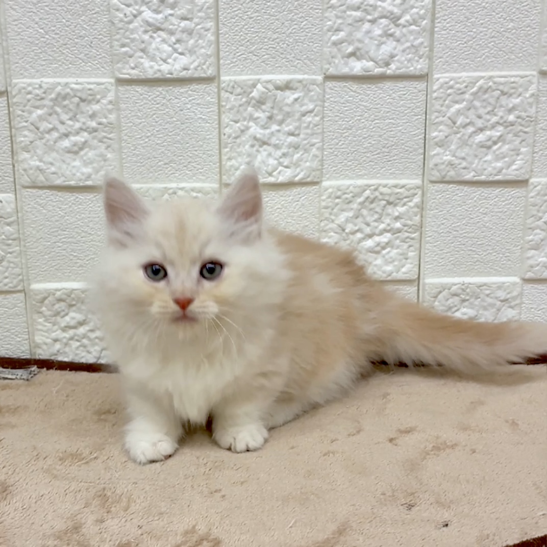 愛知県のマンチカン (犬の家＆猫の里碧南店/2025年9月17日生まれ/男の子/クリームタビーホワイト)の子猫の2枚目の画像