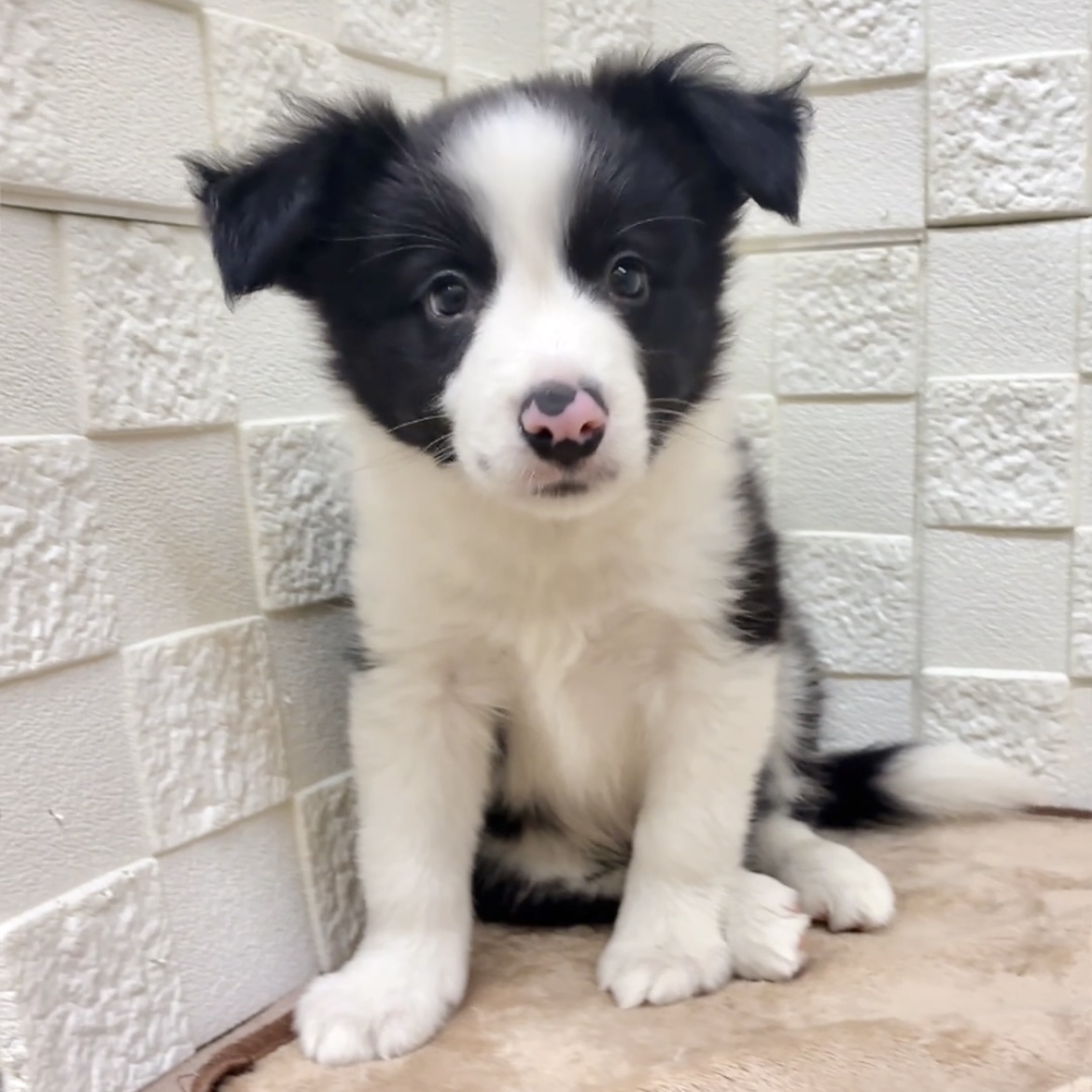 愛知県のボーダーコリー (犬の家＆猫の里碧南店/2025年9月16日生まれ/男の子/ブラックホワイト)の子犬の1枚目の画像