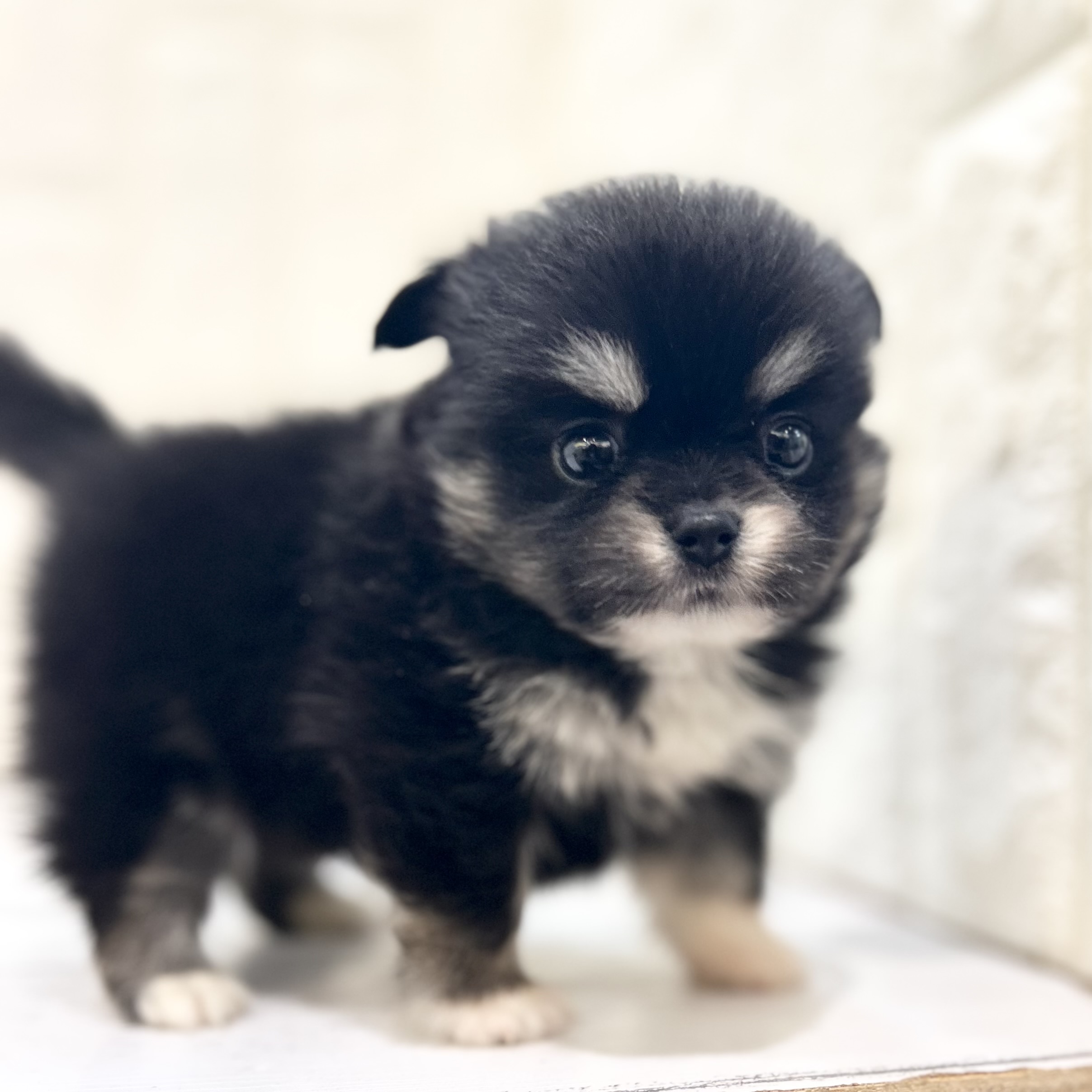 ハーフ犬女の子の写真