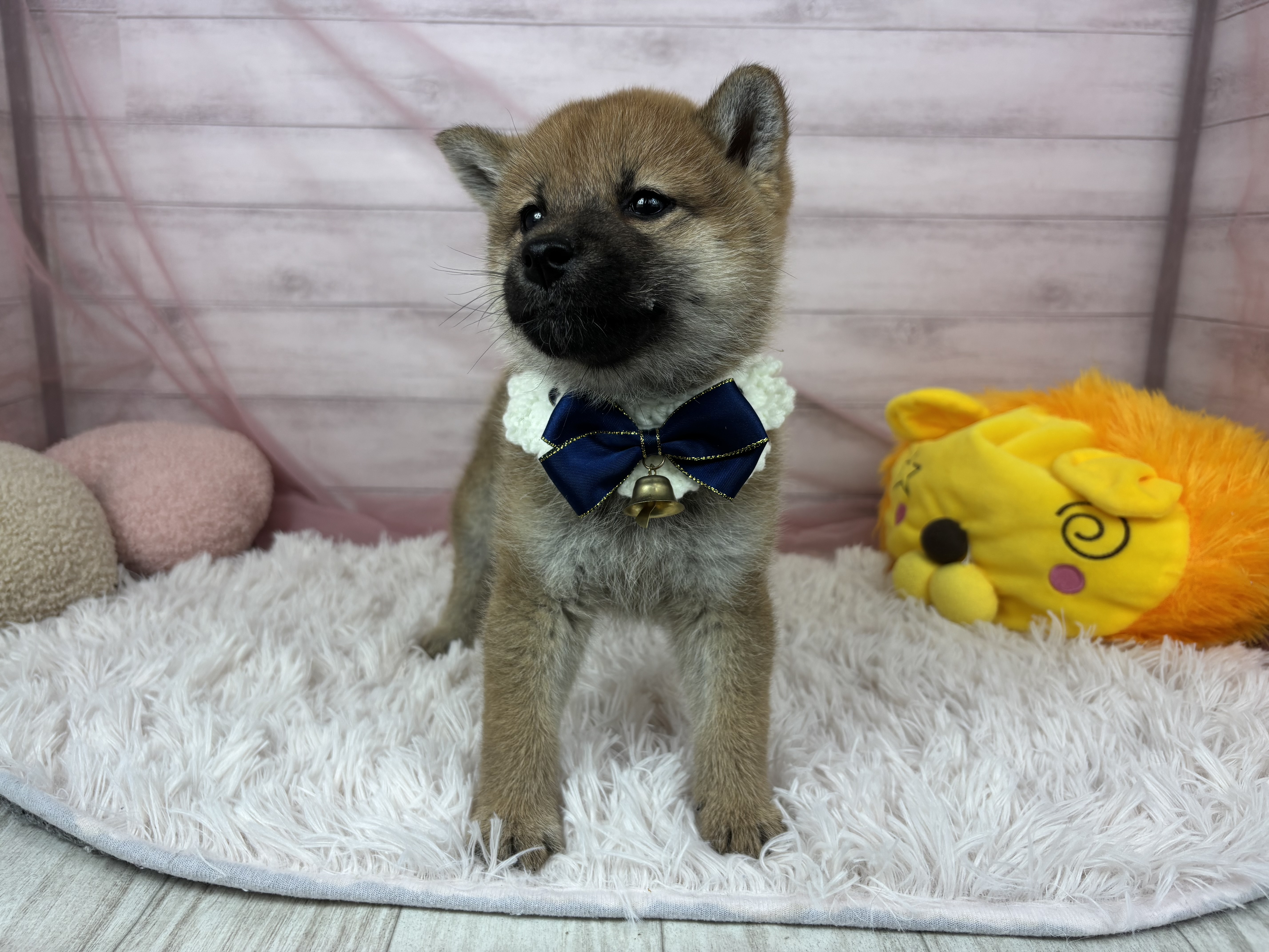 兵庫県の柴犬(標準サイズ) (犬の家＆猫の里川西店/2025年9月24日生まれ/女の子/赤)の子犬