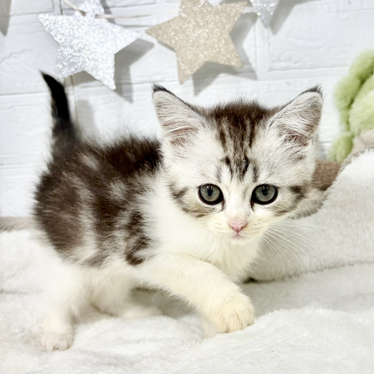 兵庫県のミヌエット (犬の家＆猫の里ニッケパークタウン加古川店/2026年6月12日生まれ/男の子/シルバータビーホワイト)の子猫の2枚目の画像