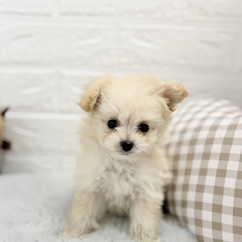 愛知県のポメプー(ポメラニアン×プードル) (犬の家＆猫の里豊川インター店/2025年8月12日生まれ/男の子/クリーム)の子犬の1枚目の画像