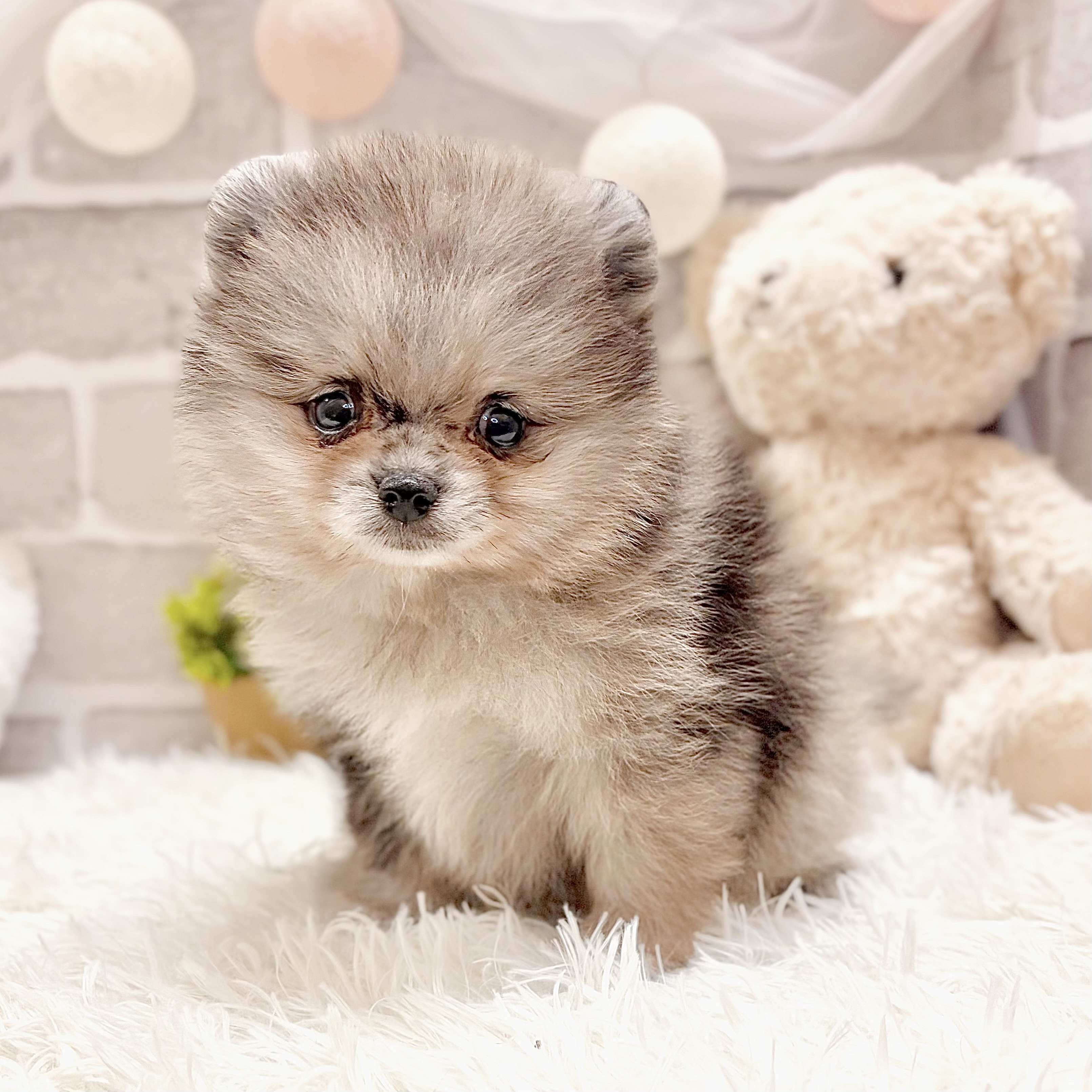 兵庫県のポメラニアン (犬の家＆猫の里神戸店/2026年4月11日生まれ/男の子/ブルーマール)の子犬の2枚目の画像