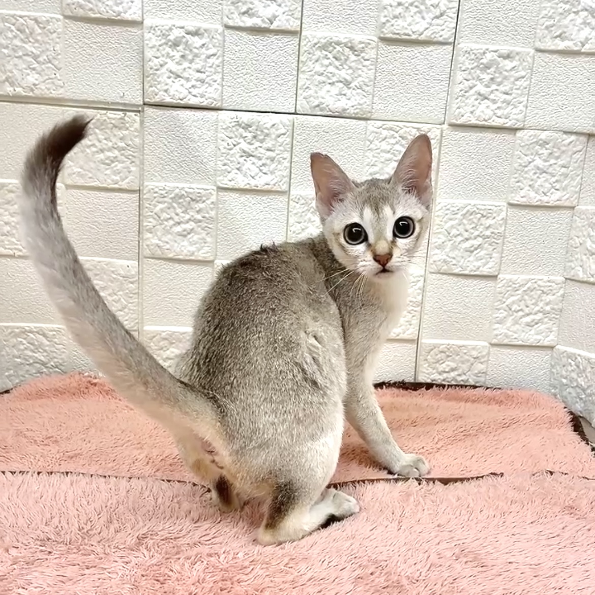 愛知県のシンガプーラ (犬の家＆猫の里碧南店/2025年8月29日生まれ/女の子/セピアアグーティ)の子猫の1枚目の画像