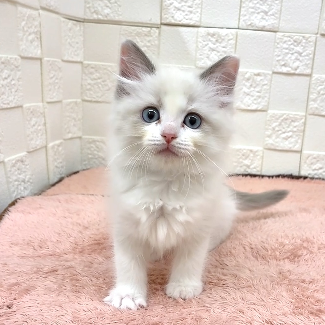 愛知県のラグドール (犬の家＆猫の里碧南店/2025年9月23日生まれ/女の子/ブルーポイントバイカラー)の子猫の2枚目の画像