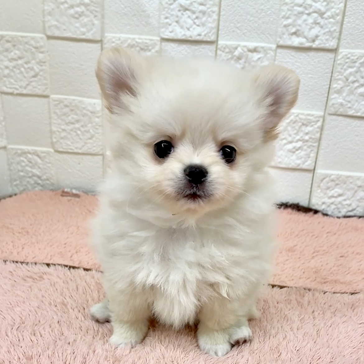 ハーフ犬男の子の写真