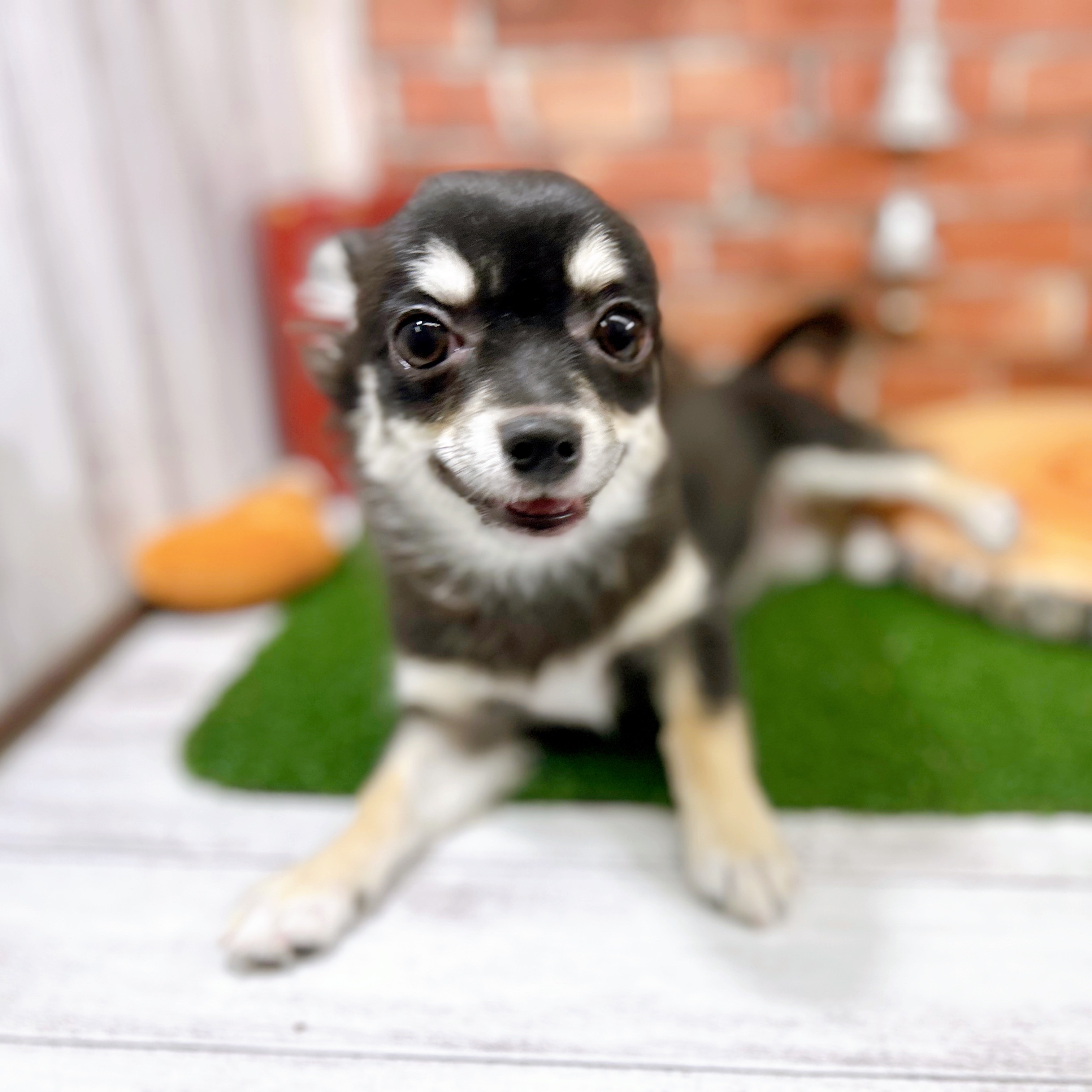 神奈川県のチワワ(ロング) (犬の家＆猫の里小田原店/2025年7月13日生まれ/女の子/ブラックタンホワイト)の子犬の2枚目の画像