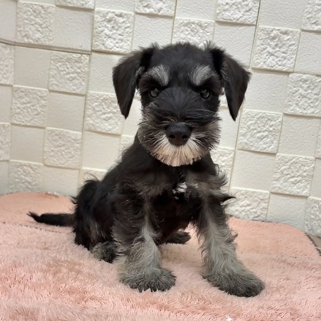 愛知県のミニチュアシュナウザー (犬の家＆猫の里碧南店/2025年9月29日生まれ/男の子/ブラックシルバー)の子犬の2枚目の画像