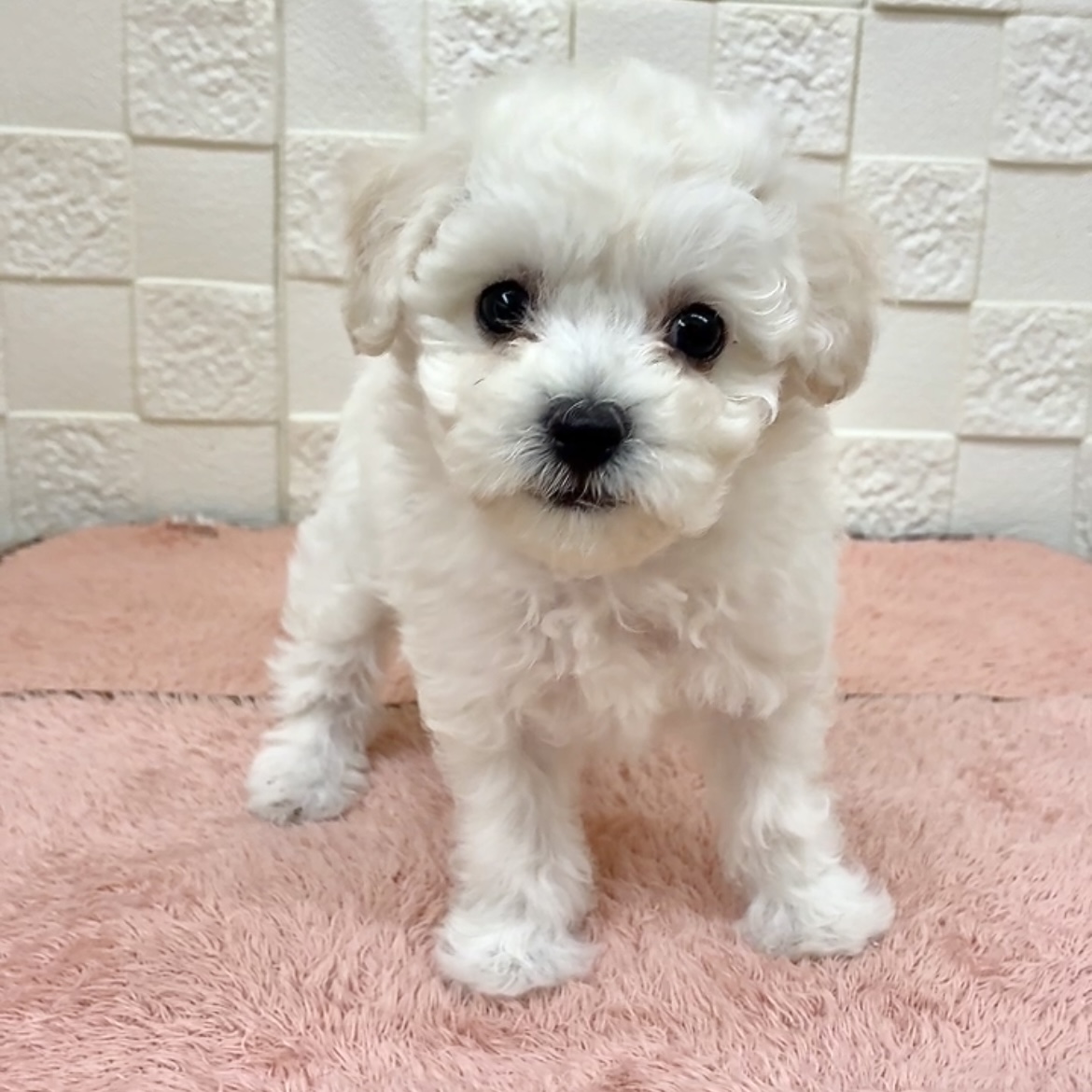 愛知県のビションフリーゼ (犬の家＆猫の里碧南店/2025年9月30日生まれ/女の子/ホワイト)の子犬の1枚目の画像