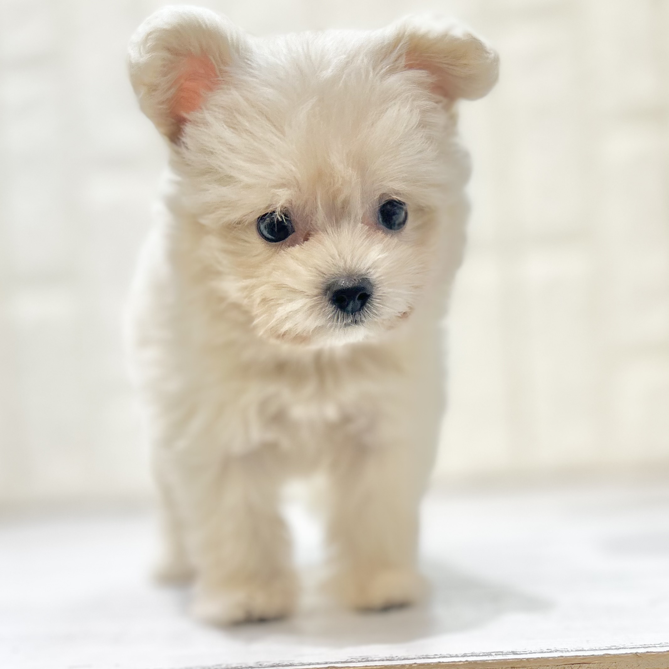 岡山県のポメプー(ポメラニアン×プードル) (犬の家＆猫の里倉敷店/2025年5月31日生まれ/女の子/クリーム)の子犬の2枚目の画像