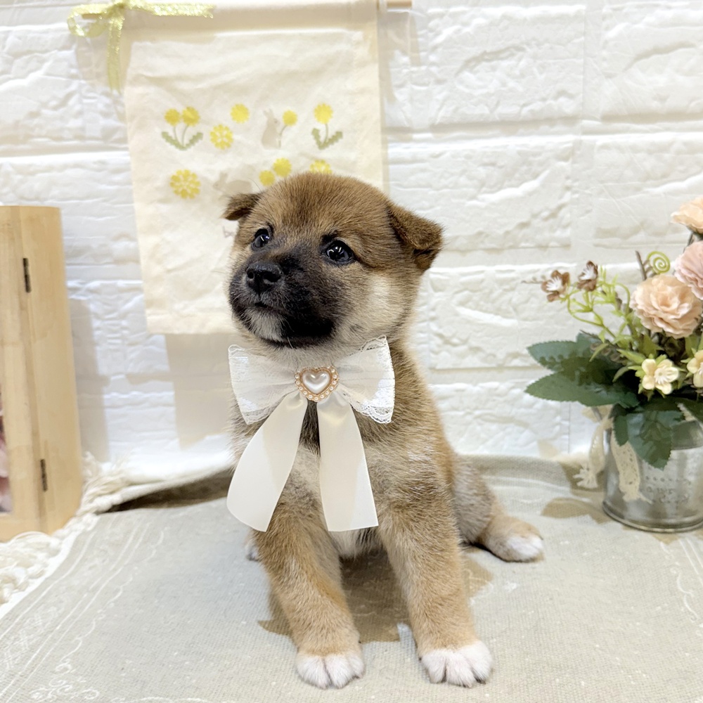 静岡県の豆柴 (犬の家＆猫の里富士店/2025年7月15日生まれ/女の子/赤)の子犬の1枚目の画像