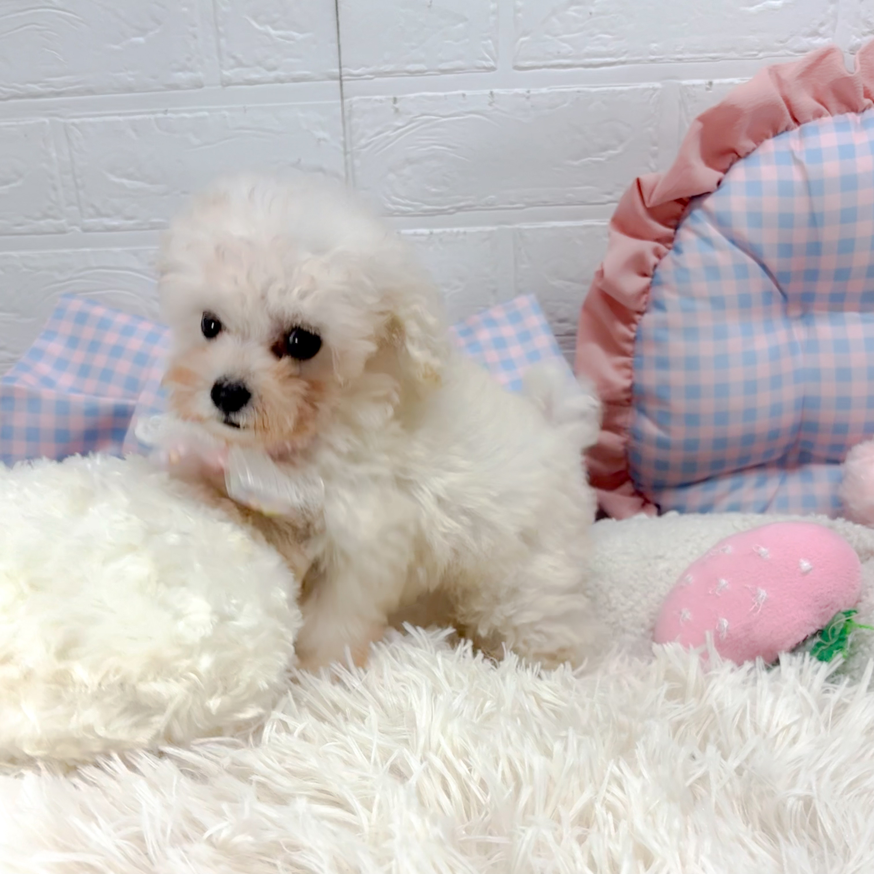 神奈川県のティーカッププードル (犬の家＆猫の里モザイクモール港北店/2025年7月7日生まれ/男の子/ホワイト)の子犬の2枚目の画像