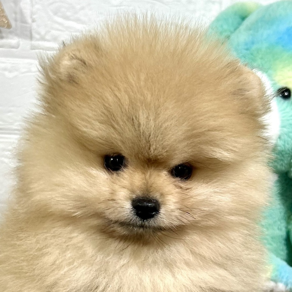 兵庫県のポメラニアン (犬の家＆猫の里ニッケパークタウン加古川店/2025年11月8日生まれ/男の子/オレンジ)の子犬の1枚目の画像
