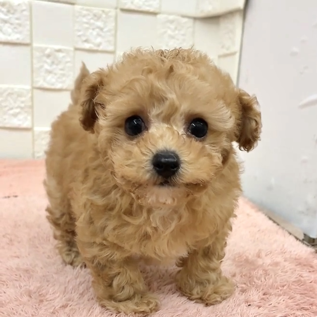 タイニープードル女の子の写真