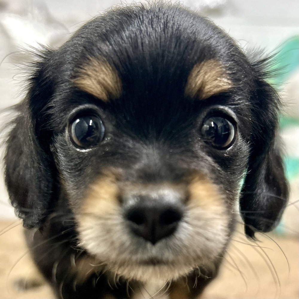 兵庫県のチワックス(チワワ×ダックス) (犬の家＆猫の里ニッケパークタウン加古川店/2025年11月1日生まれ/女の子/ブラックタンホワイト)の子犬の1枚目の画像