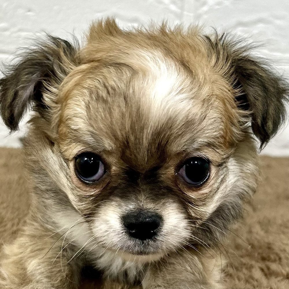 兵庫県のチワワ(ロング) (犬の家＆猫の里ニッケパークタウン加古川店/2025年11月9日生まれ/男の子/フォーンホワイト)の子犬の1枚目の画像