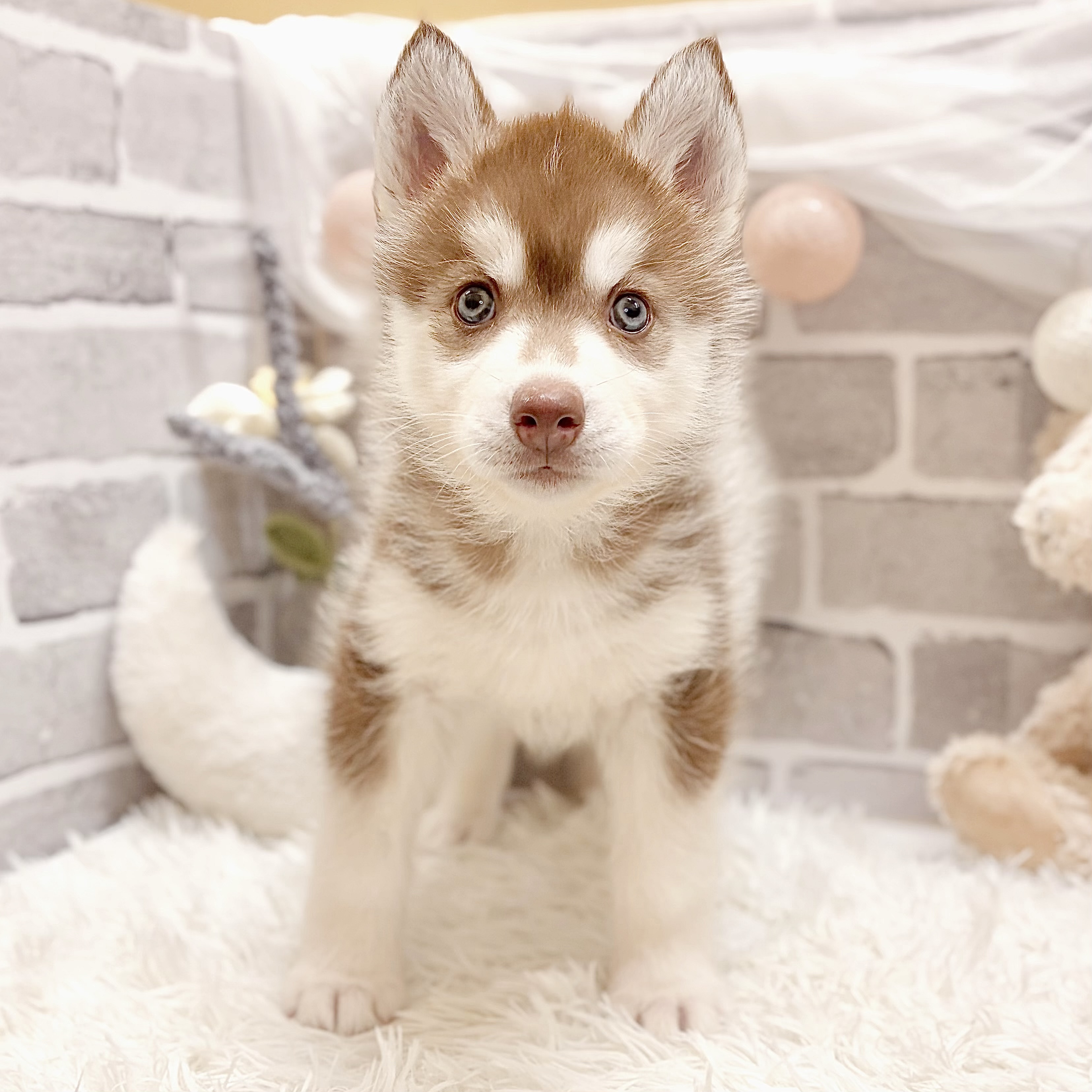 兵庫県のシベリアンハスキー (犬の家＆猫の里神戸店/2026年4月12日生まれ/女の子/チョコレートホワイト)の子犬の2枚目の画像