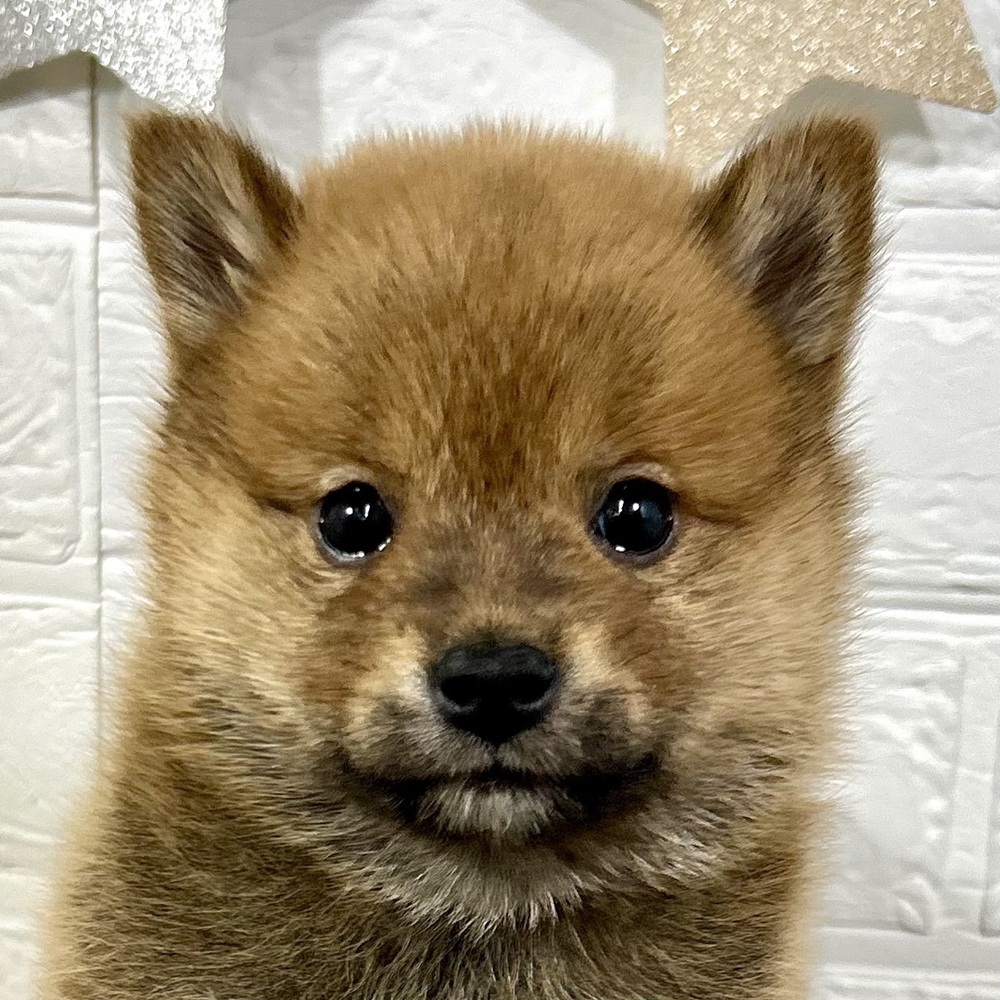 兵庫県のポメ柴/豆ポメ/ポメ豆柴(ポメラニアン×柴犬) (犬の家＆猫の里ニッケパークタウン加古川店/2025年11月9日生まれ/男の子/赤)の子犬の1枚目の画像