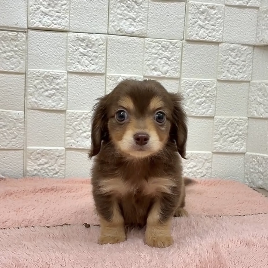 ハーフ犬男の子の写真