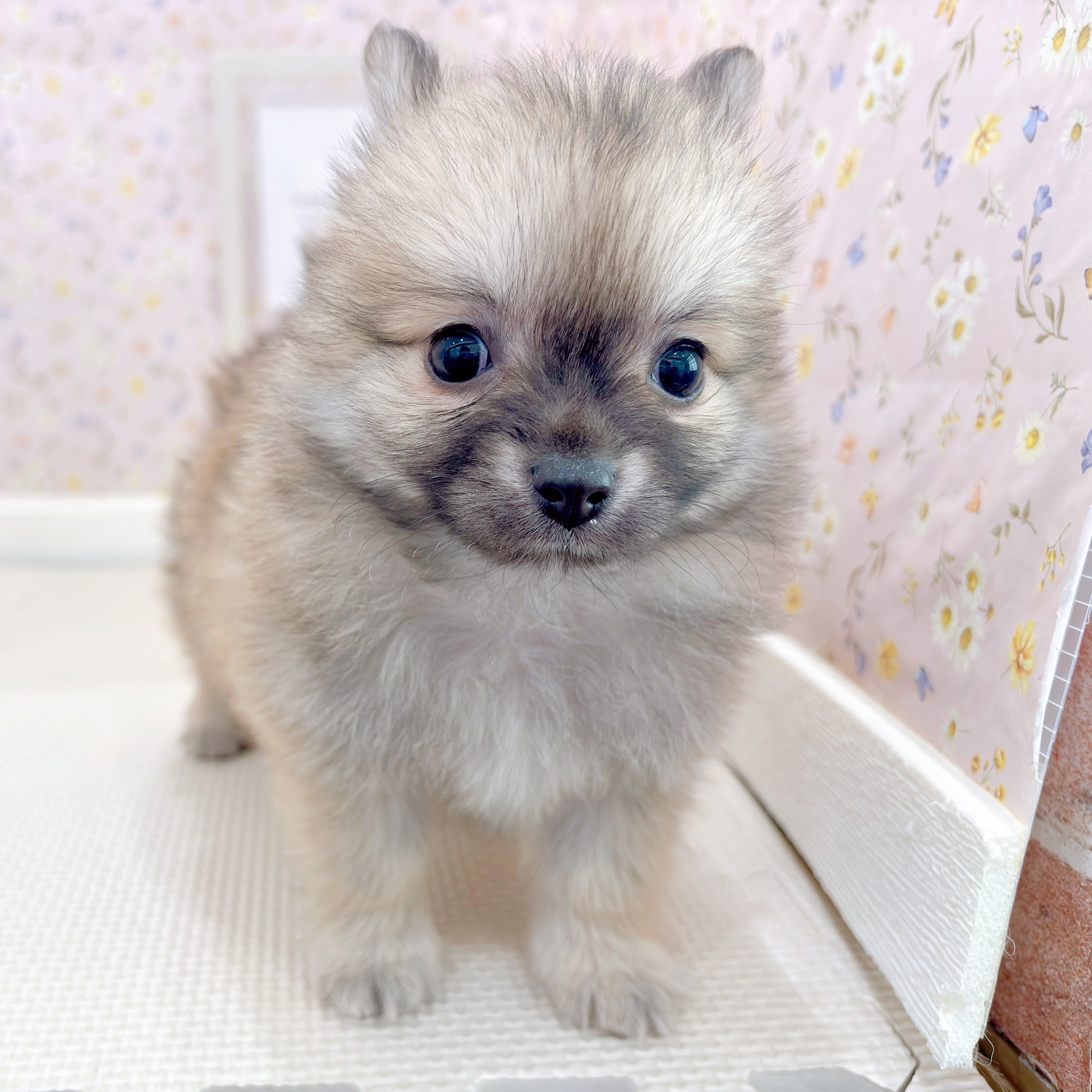 石川県のポメチワ/チワポメ/ポメチー(ポメラニアン×チワワ) (犬の家＆猫の里金沢店/2025年9月15日生まれ/男の子/セーブル)の子犬の1枚目の画像