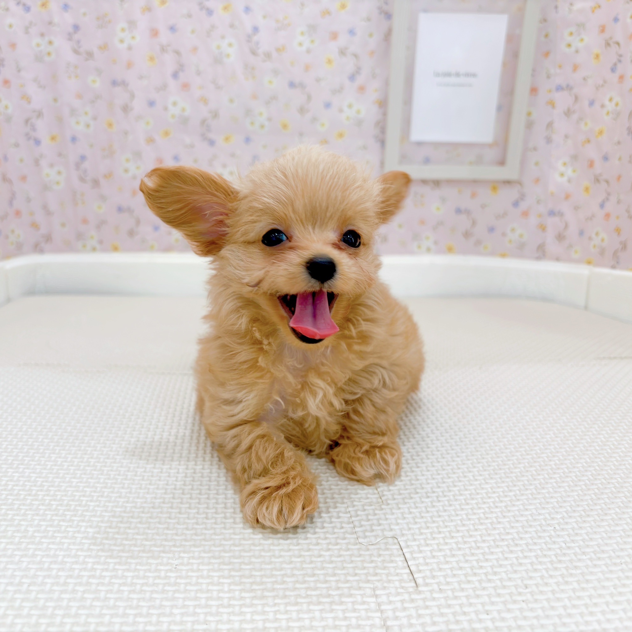 石川県のチワプー/プーチー(チワワ×プードル) (犬の家＆猫の里金沢店/2025年9月15日生まれ/女の子/アプリコット)の子犬の2枚目の画像