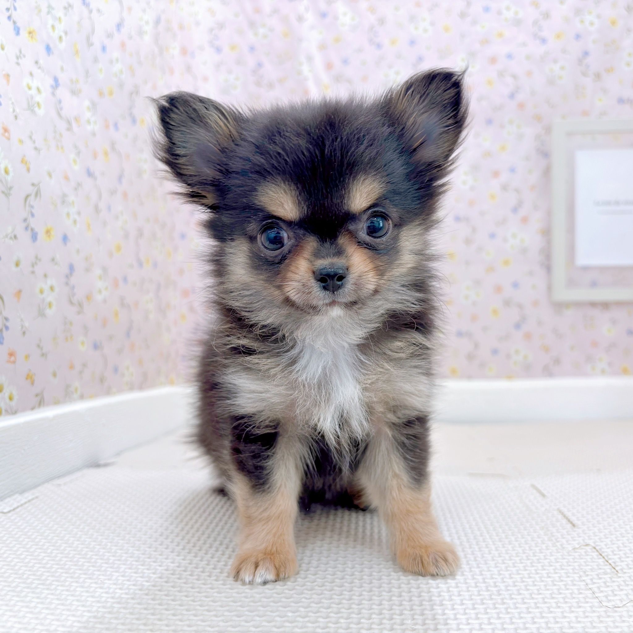 石川県のチワワ(ロング) (犬の家＆猫の里金沢店/2025年9月15日生まれ/女の子/ブラックタンホワイト)の子犬の1枚目の画像