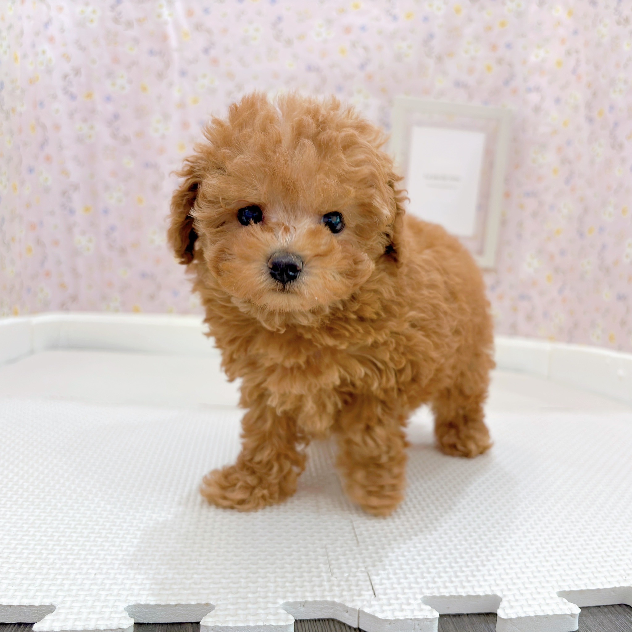 石川県のトイプードル(トイ) (犬の家＆猫の里金沢店/2025年9月8日生まれ/女の子/レッド)の子犬の2枚目の画像