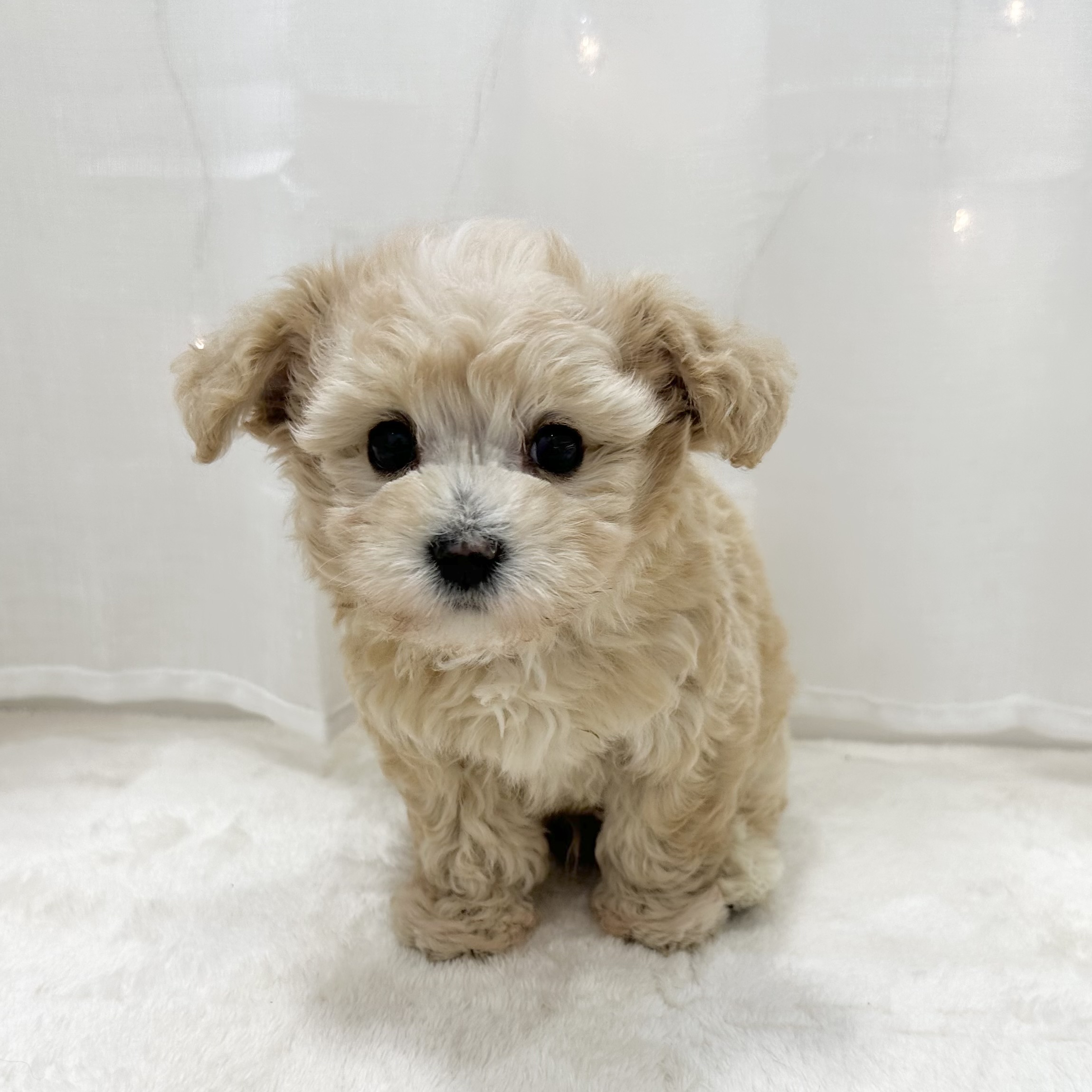神奈川県のマルプー(マルチーズ×プードル) (犬の家＆猫の里相模原店/2025年5月11日生まれ/男の子/アプリコット)の子犬の1枚目の画像