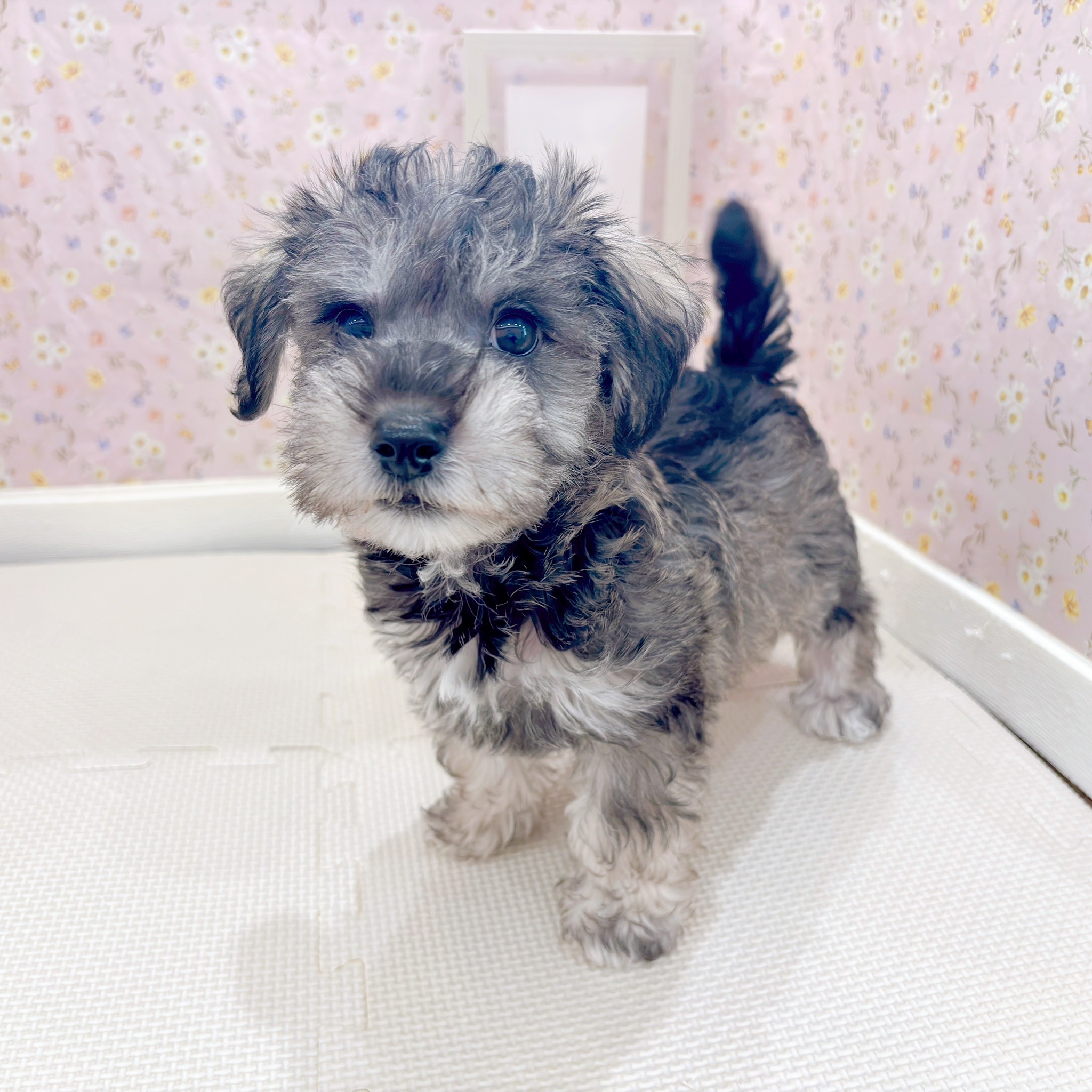 石川県のハーフ犬・ミックス犬 (犬の家＆猫の里金沢店/2025年9月15日生まれ/男の子/ソルトペッパー)の子犬の1枚目の画像